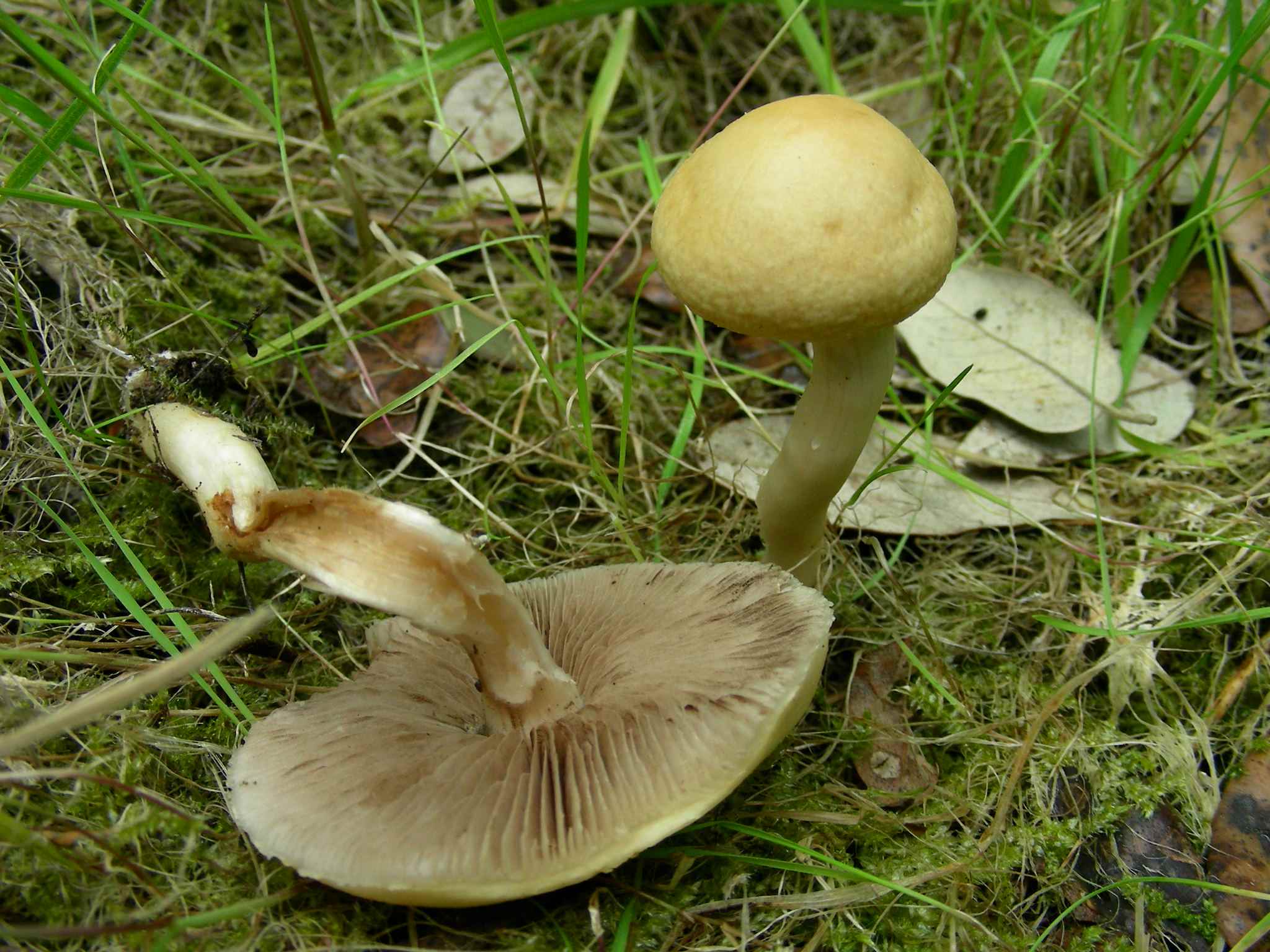 1927 Marzo vecchio ritrovamento