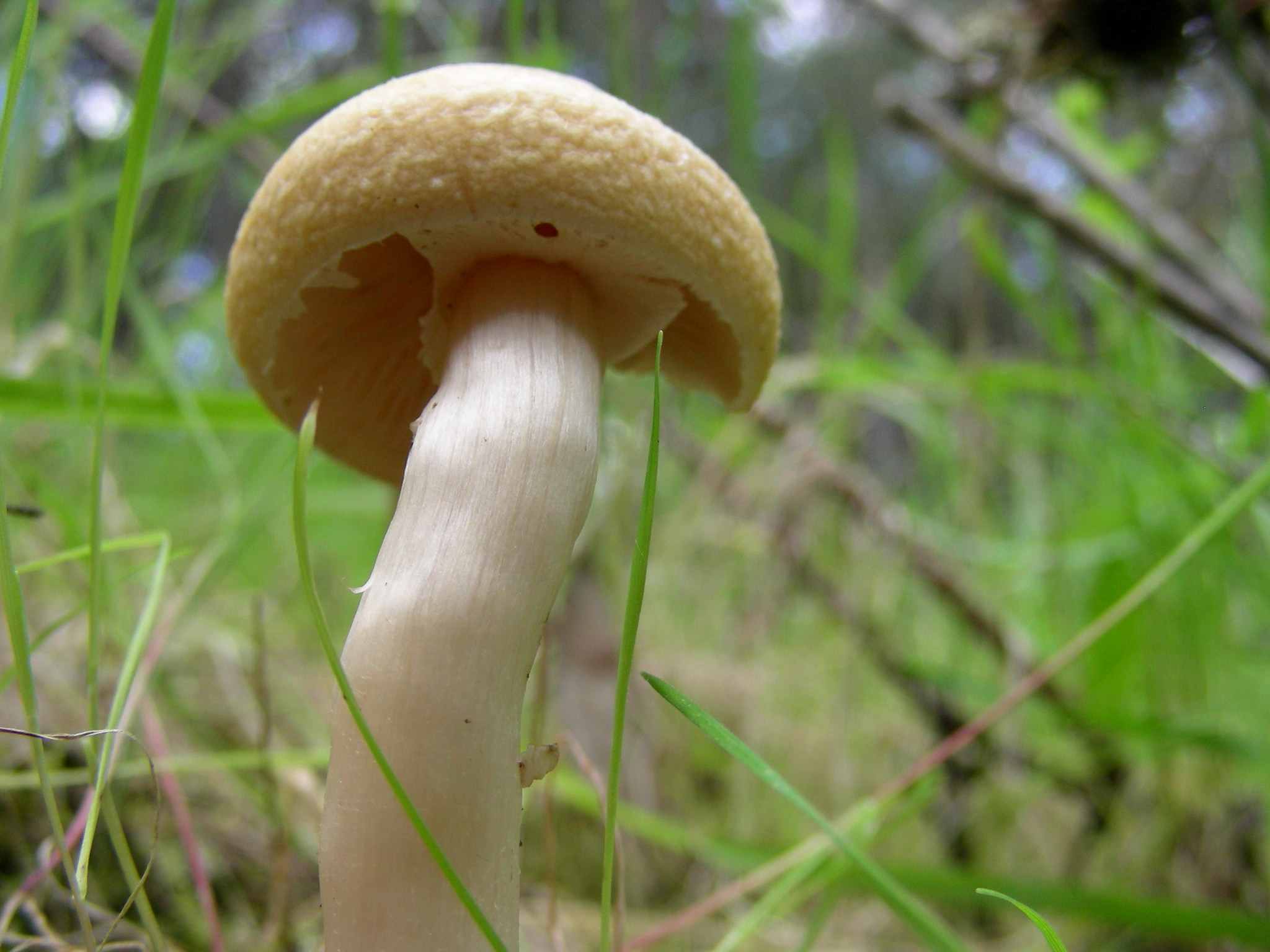 1927 Marzo vecchio ritrovamento