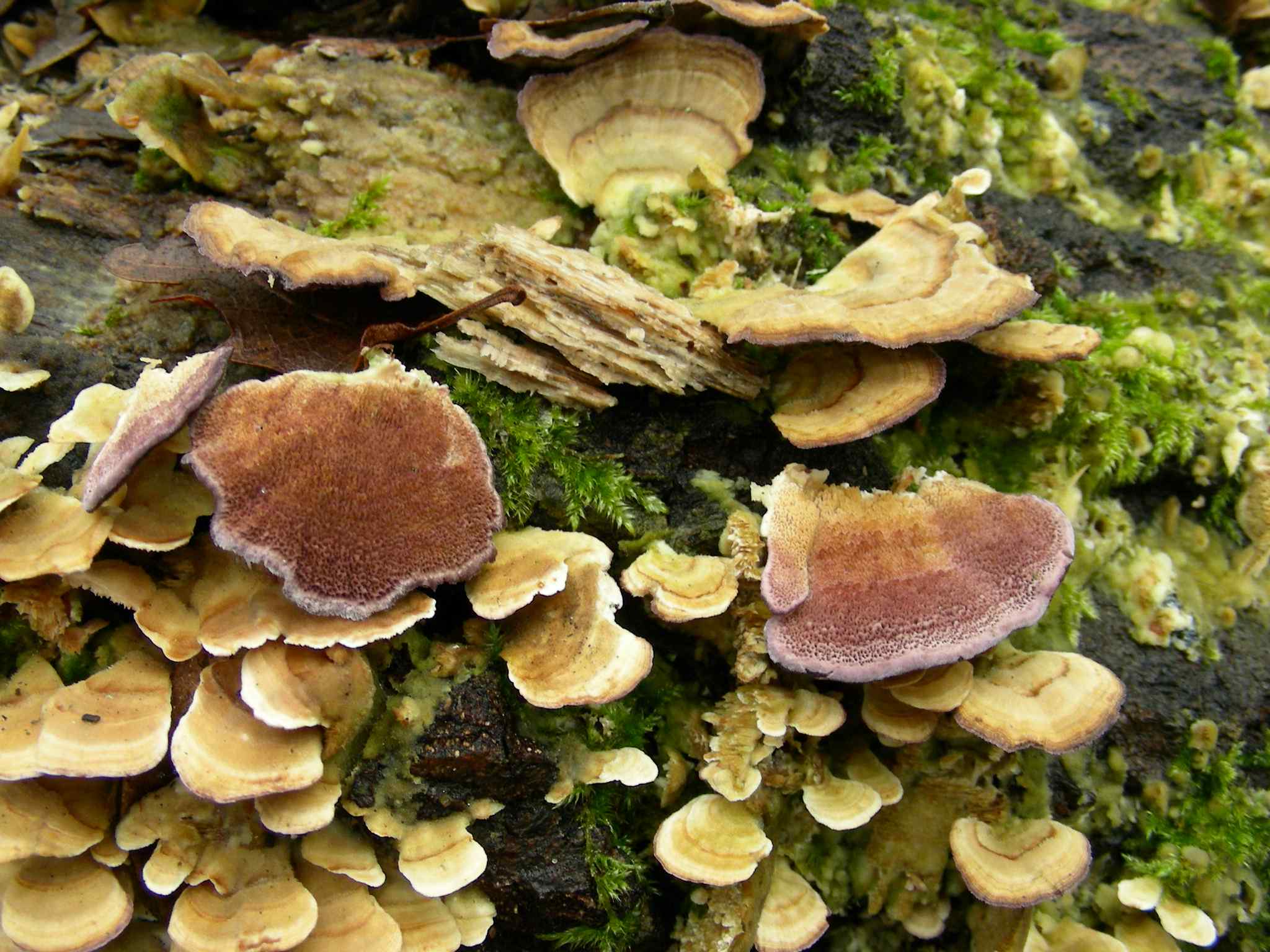 1942 Marzo vecchio ritrovamento