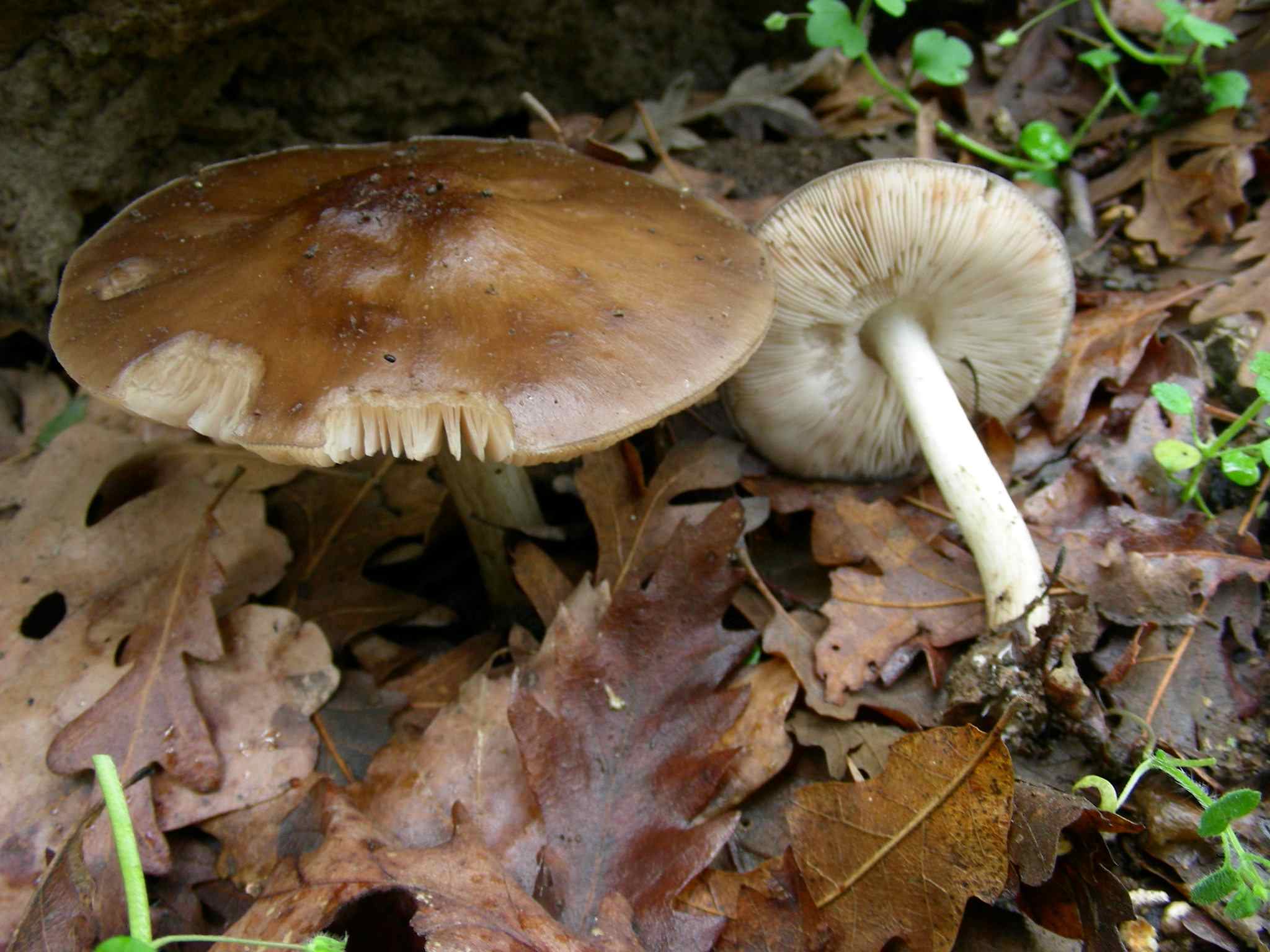 1943 Marzo vecchio ritrovamento