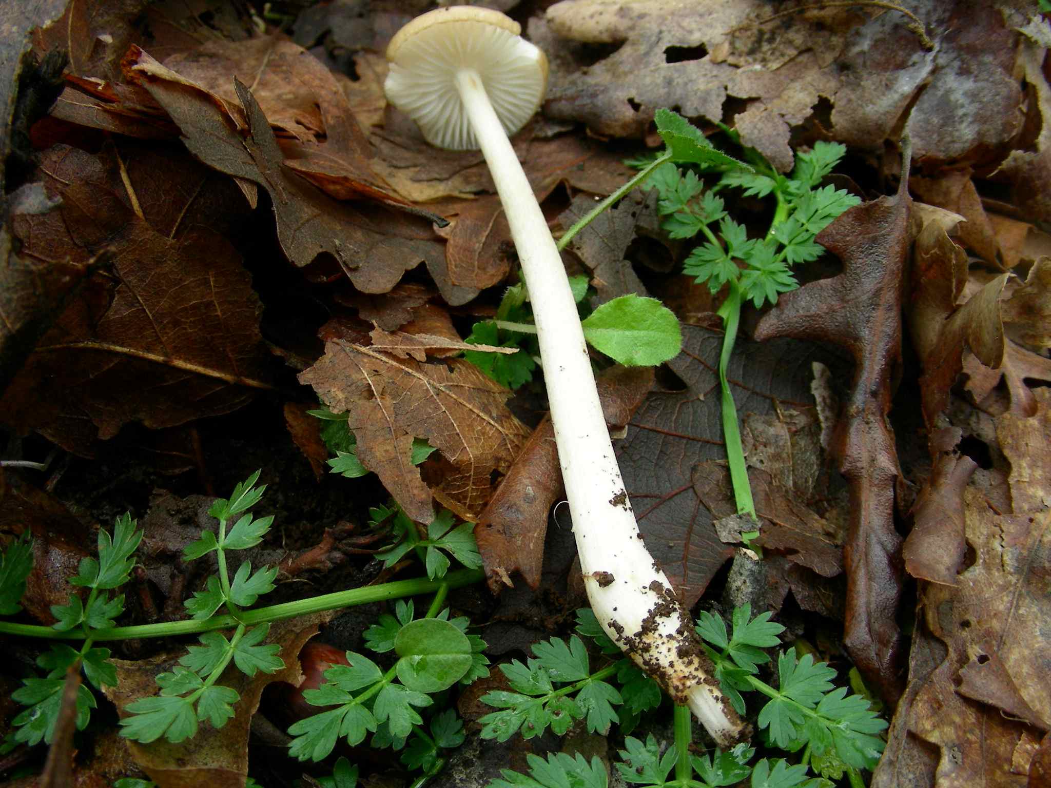 1944 Marzo vecchio ritrovamento