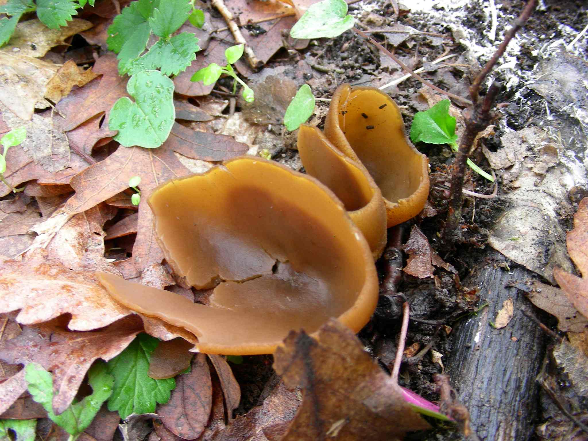 1945 Marzo vecchio ritrovamento