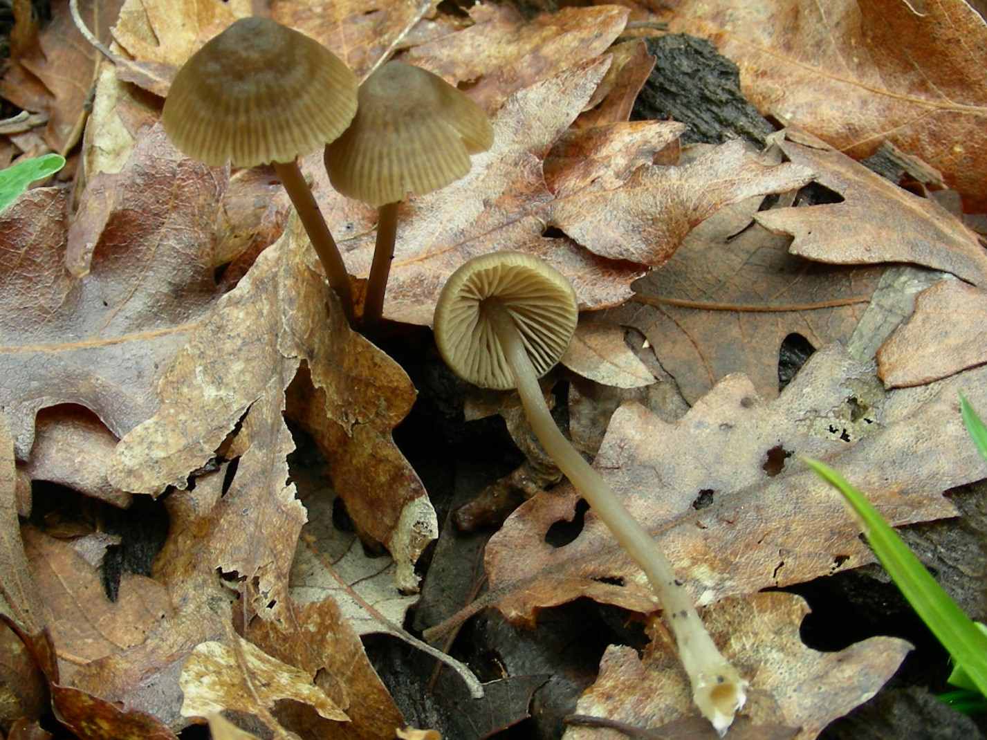 1946 Marzo vecchio ritrovamento