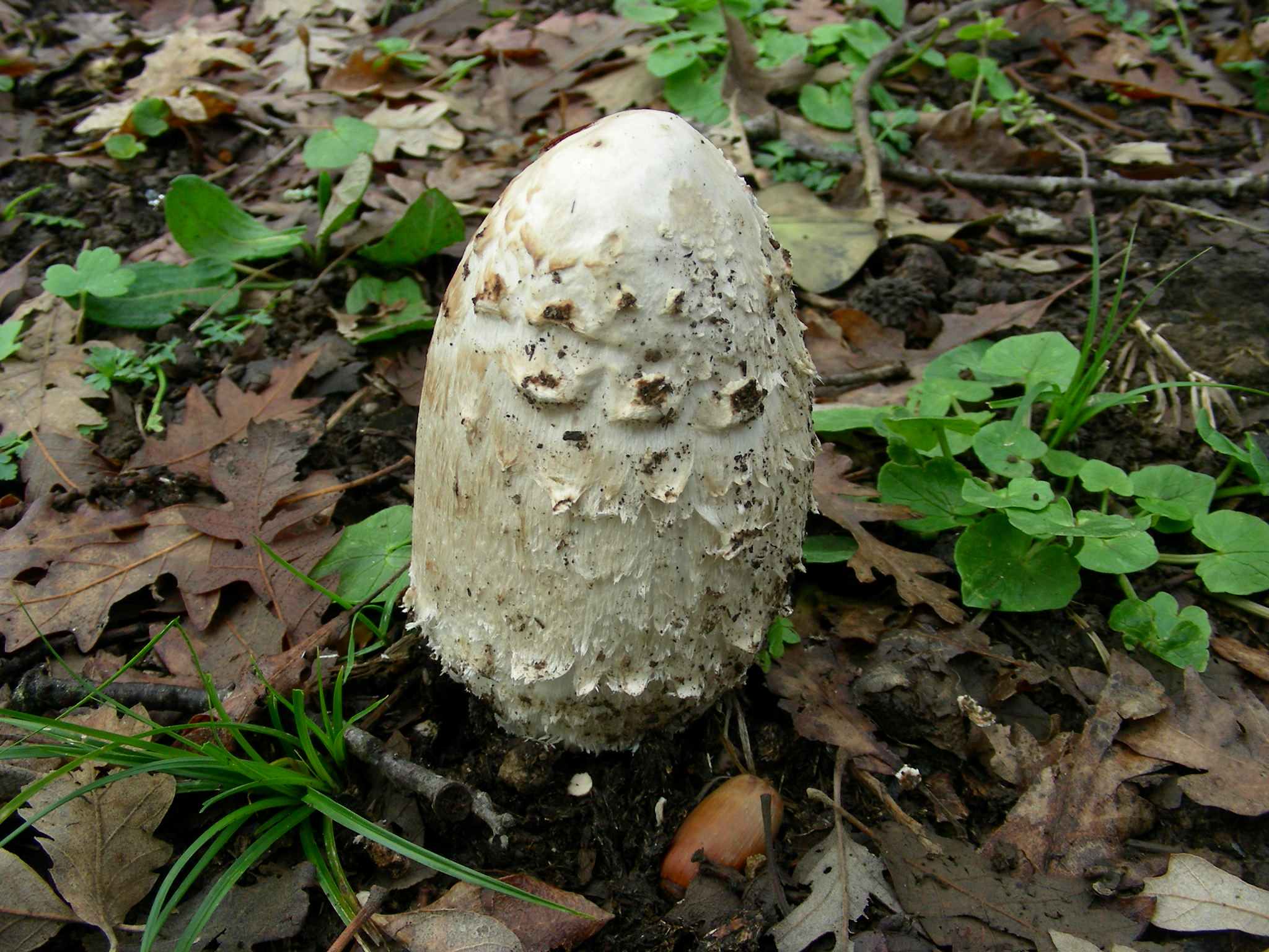 1948 Marzo vecchio ritrovamento