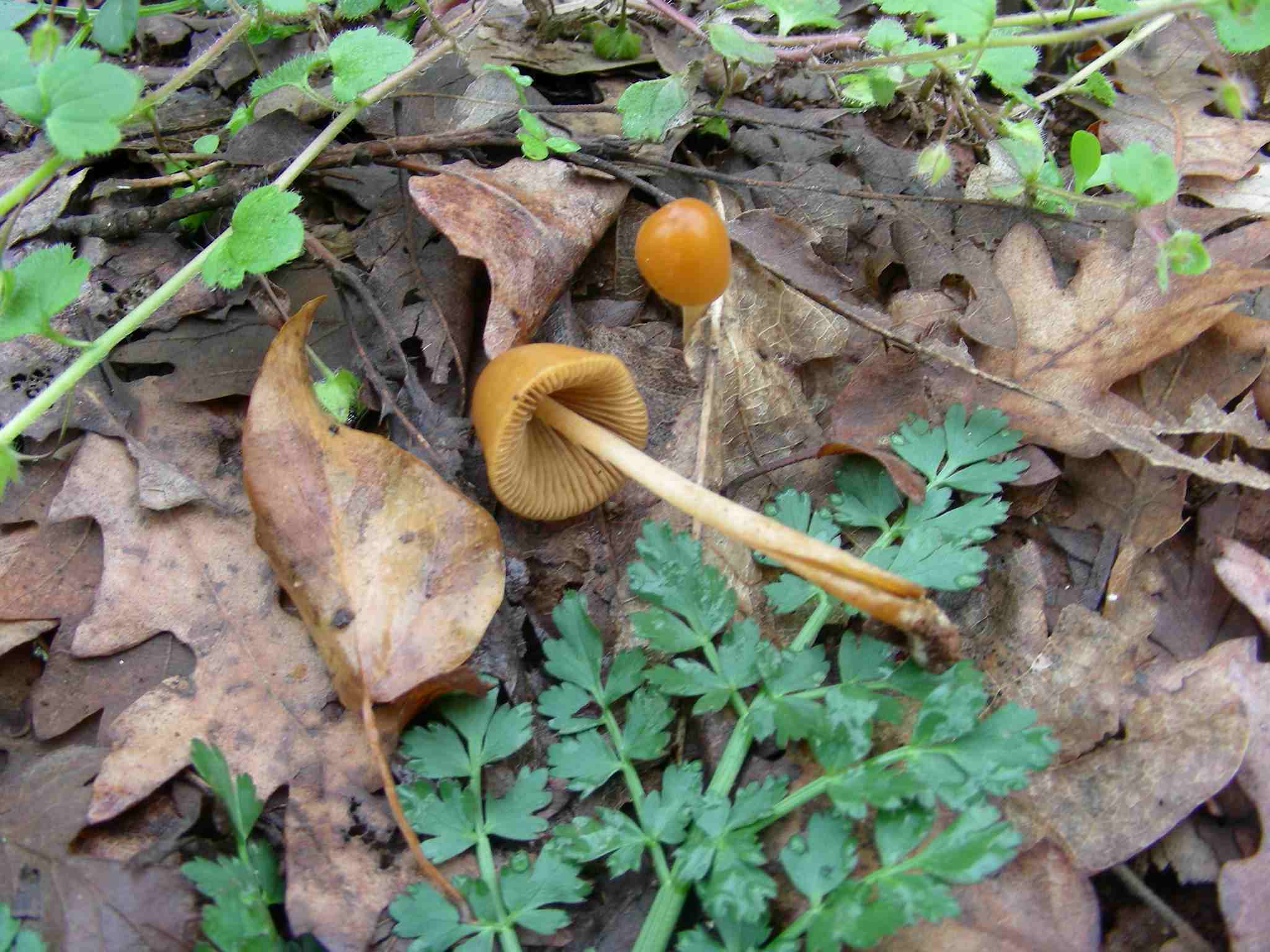 1949 Marzo vecchio ritrovamento