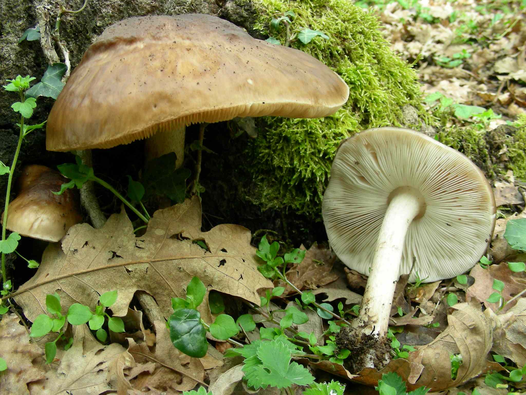 1950 Marzo vecchio ritrovamento