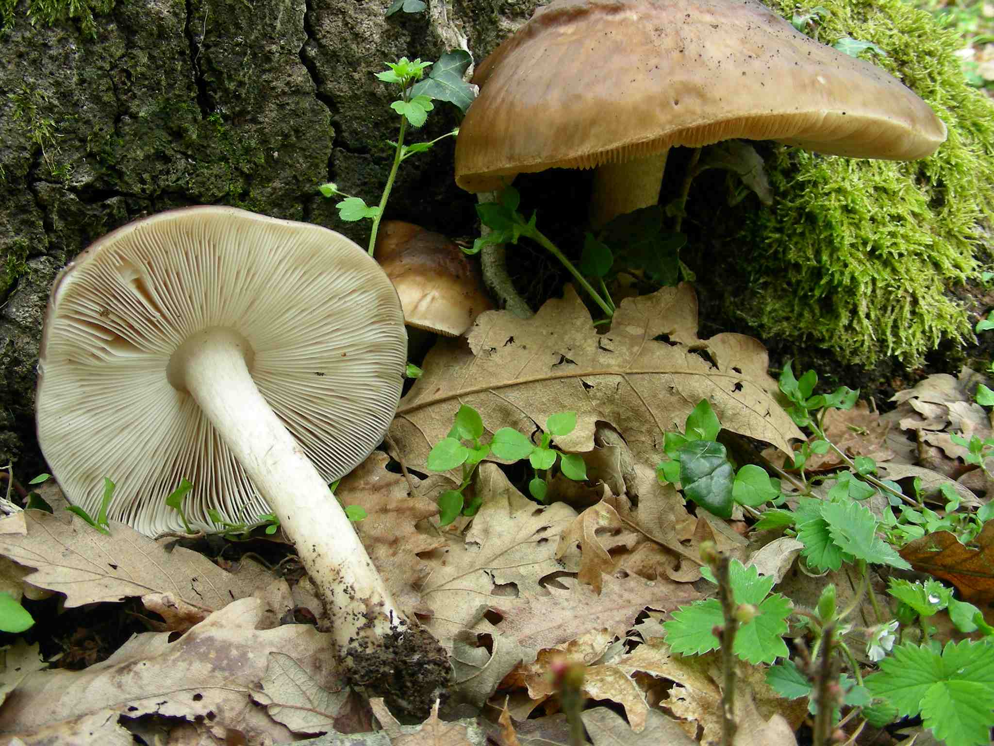 1950 Marzo vecchio ritrovamento