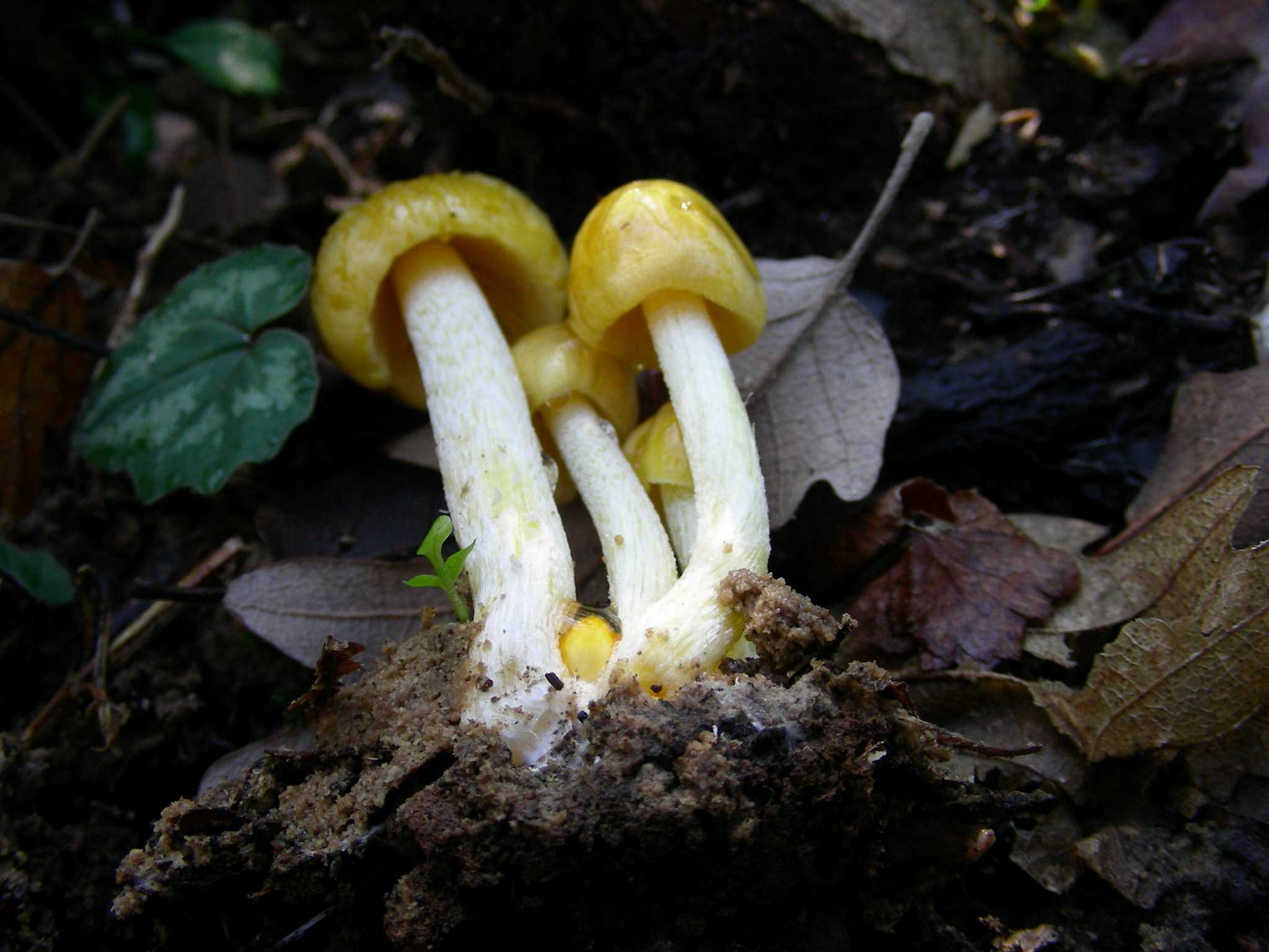 1951 Marzo vecchio ritrovamento