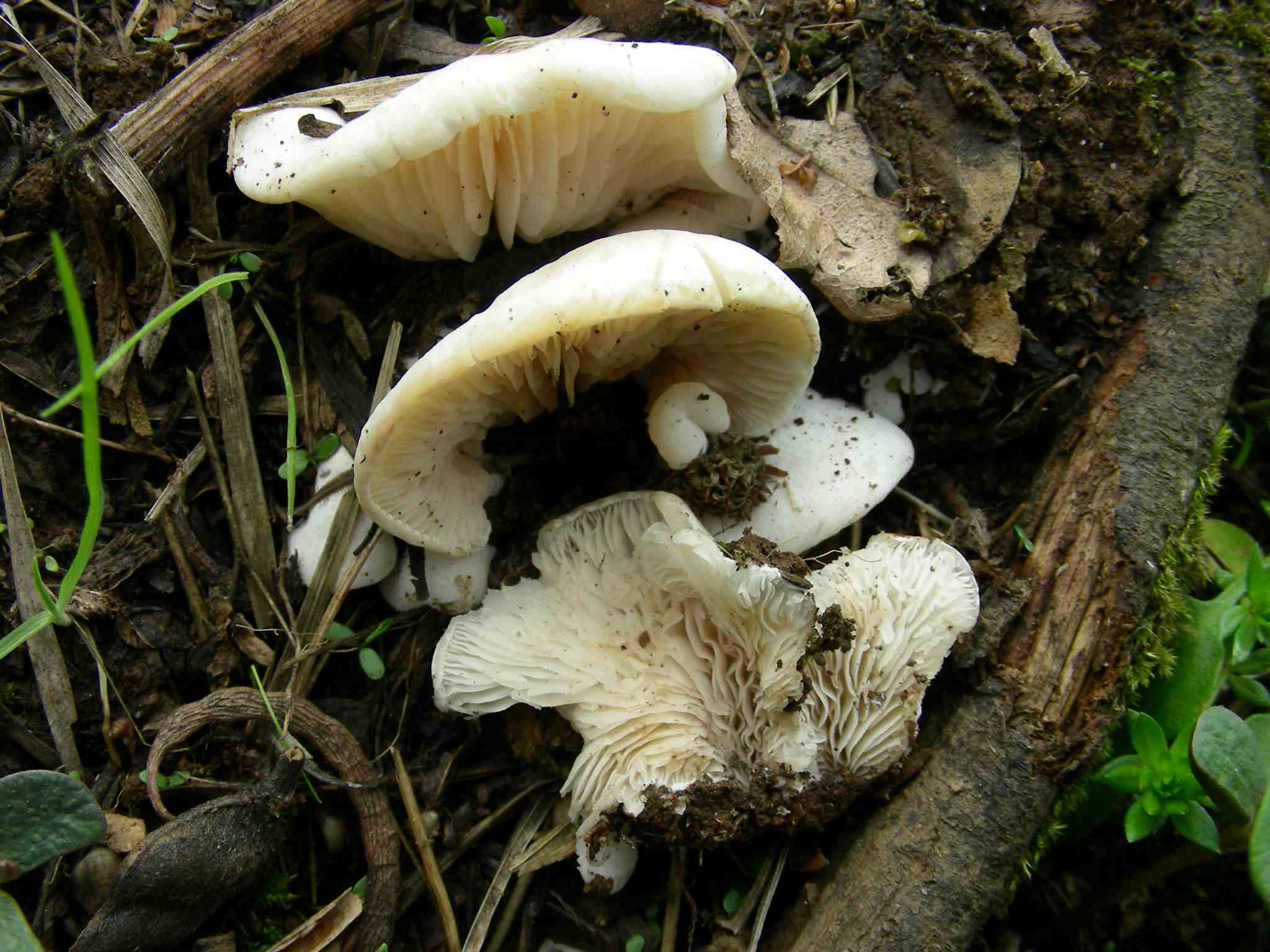 1952 Marzo vecchio ritrovamento