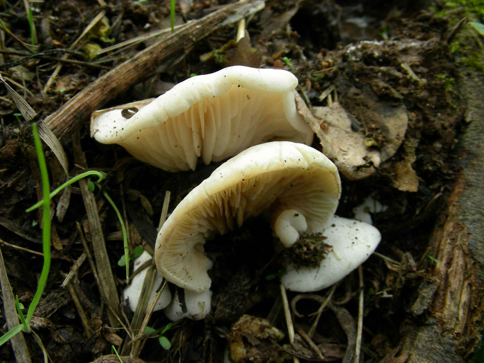 1952 Marzo vecchio ritrovamento