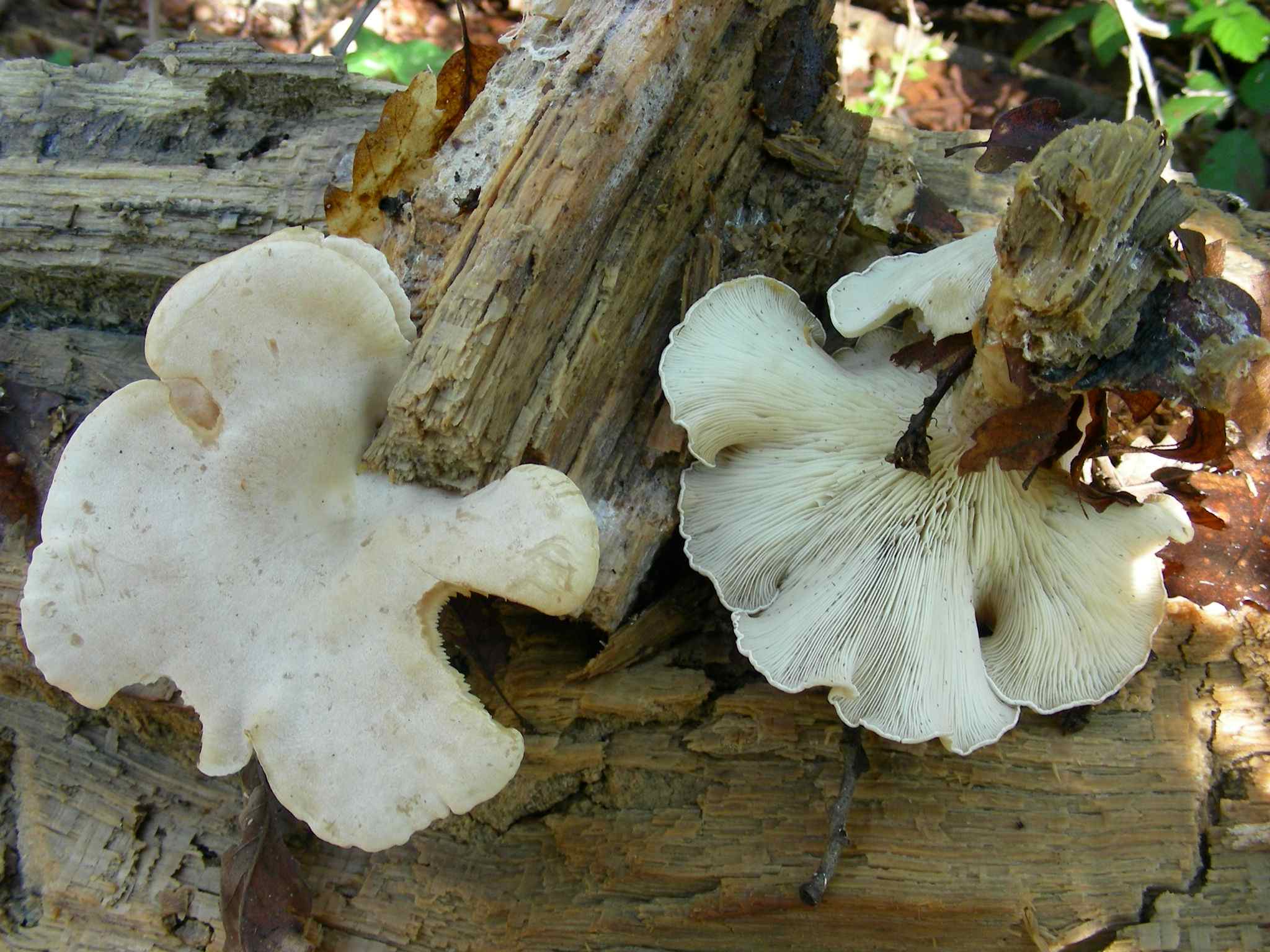 1953 Marzo vecchio ritrovamento