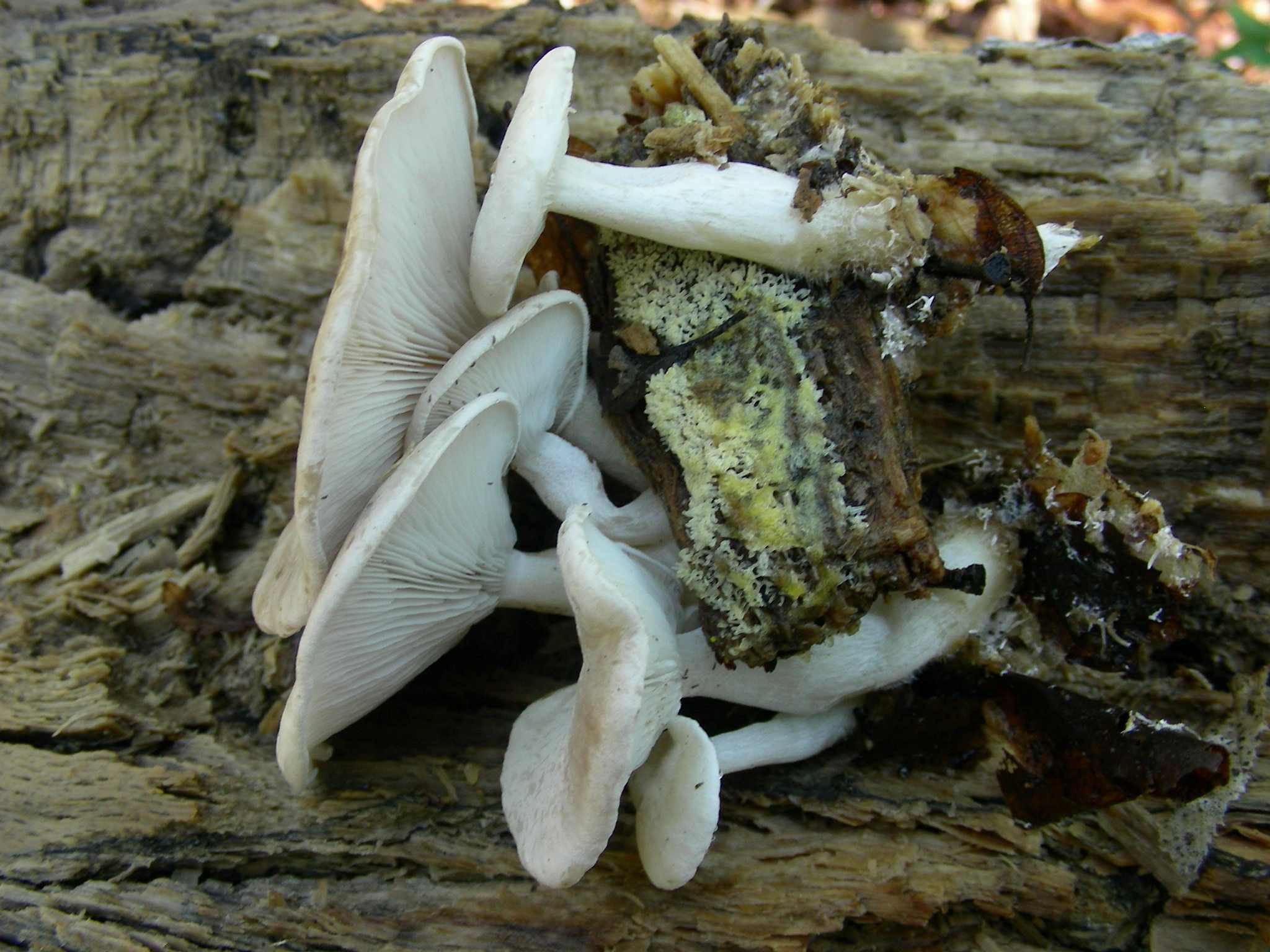 1954 Marzo vecchio ritrovamento