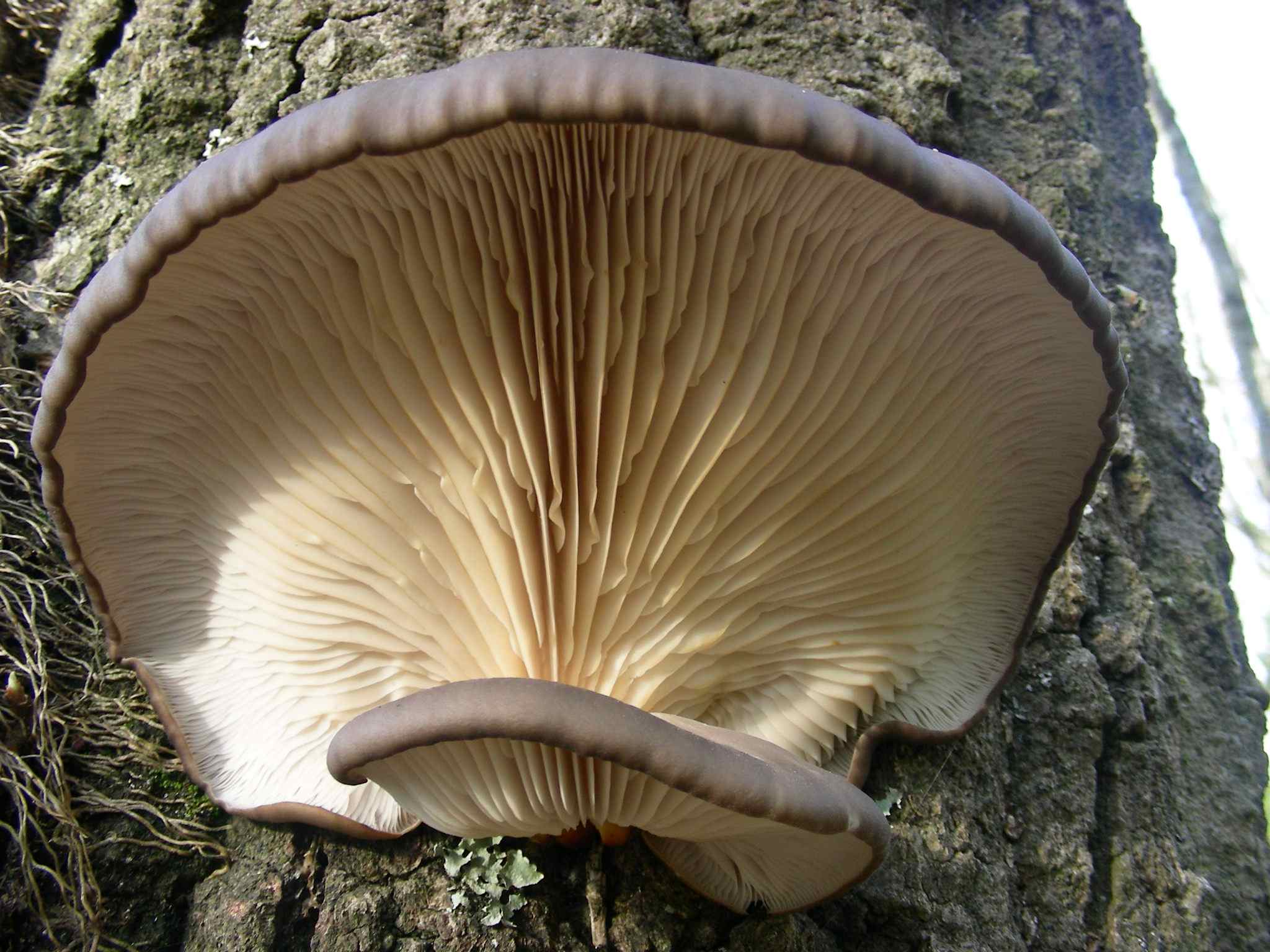 1955 Marzo vecchio ritrovamento