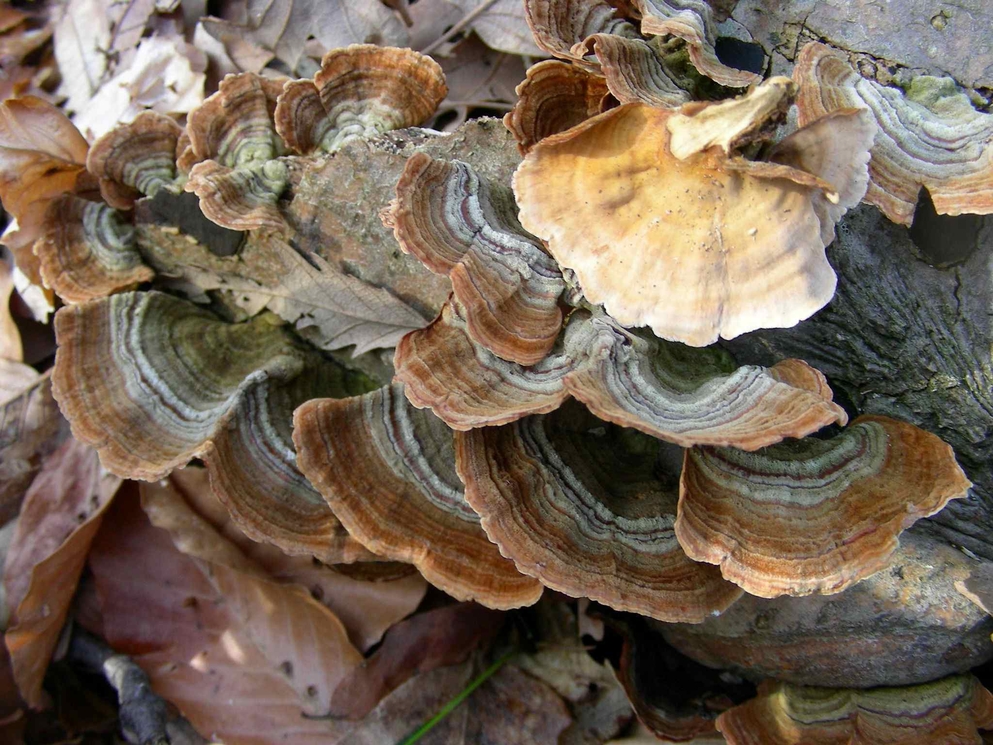 1956 Marzo vecchio ritrovamento