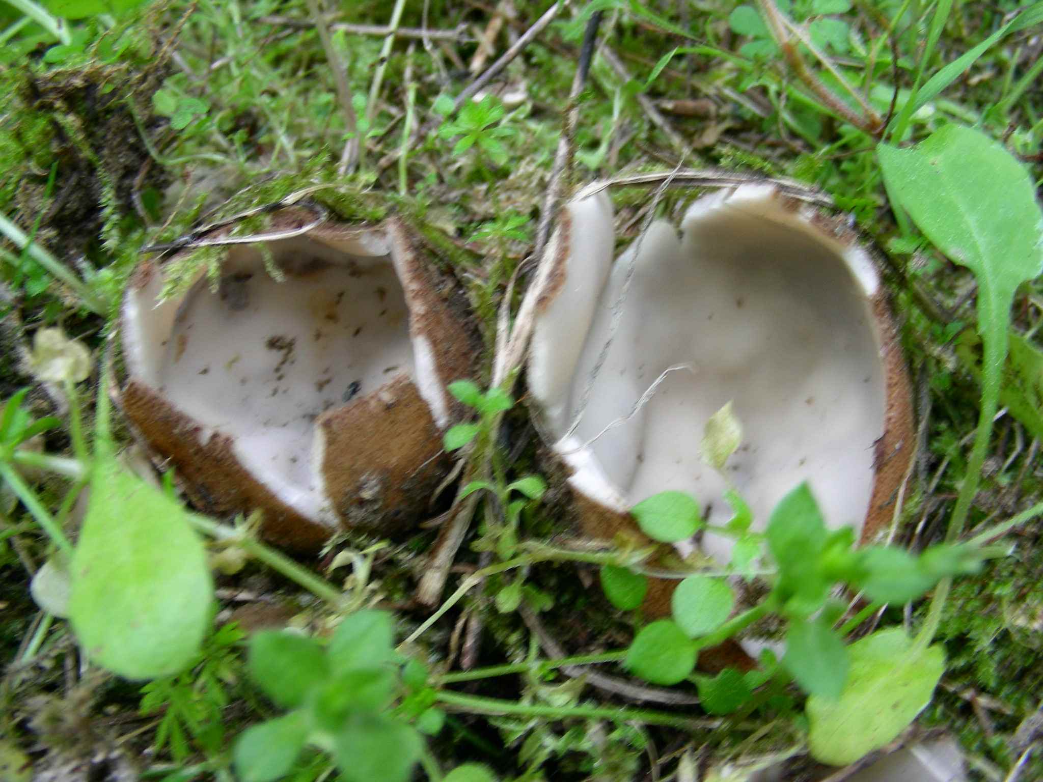 1929 Marzo vecchio ritrovamento