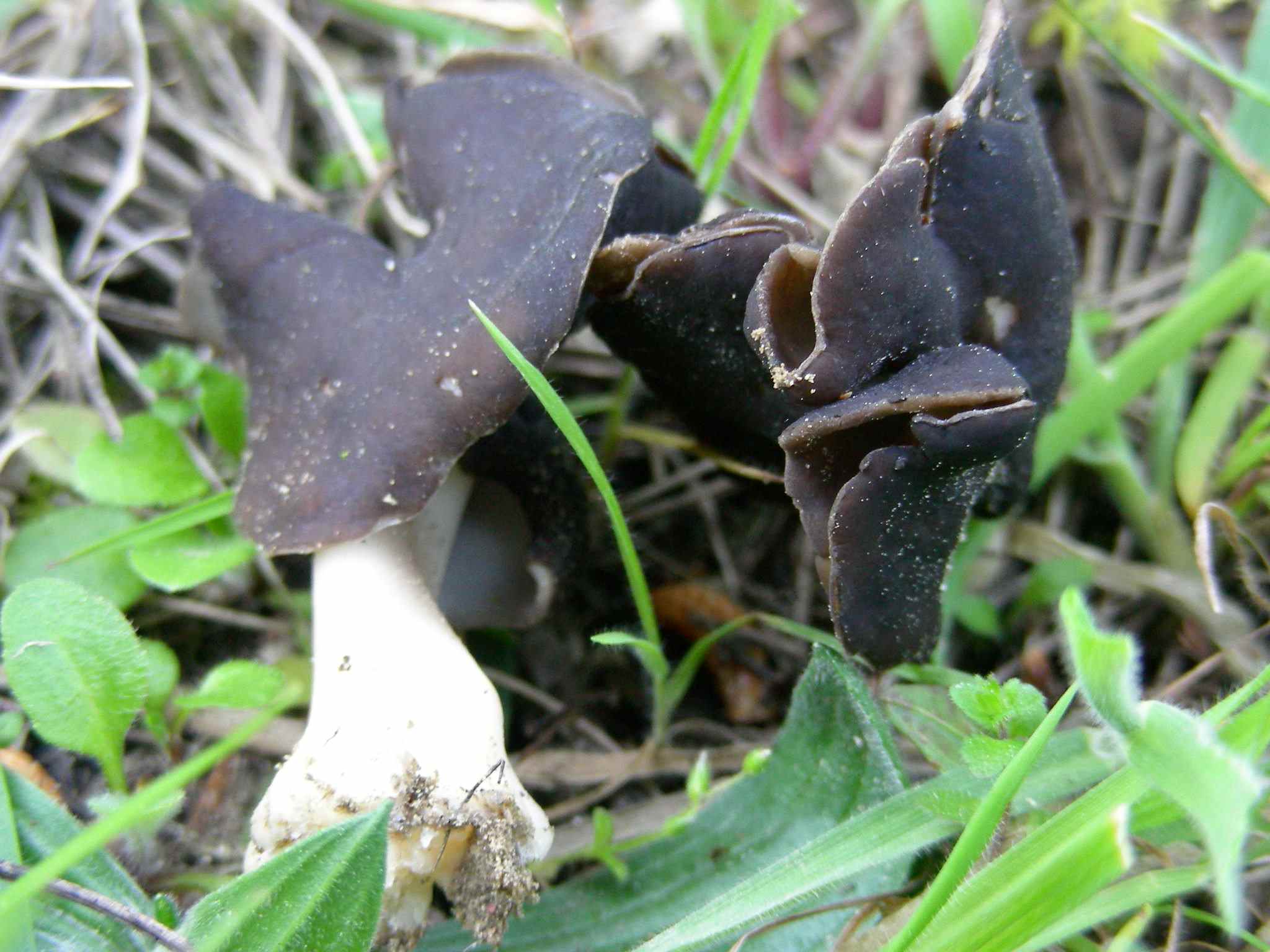 1930 Marzo vecchio ritrovamento