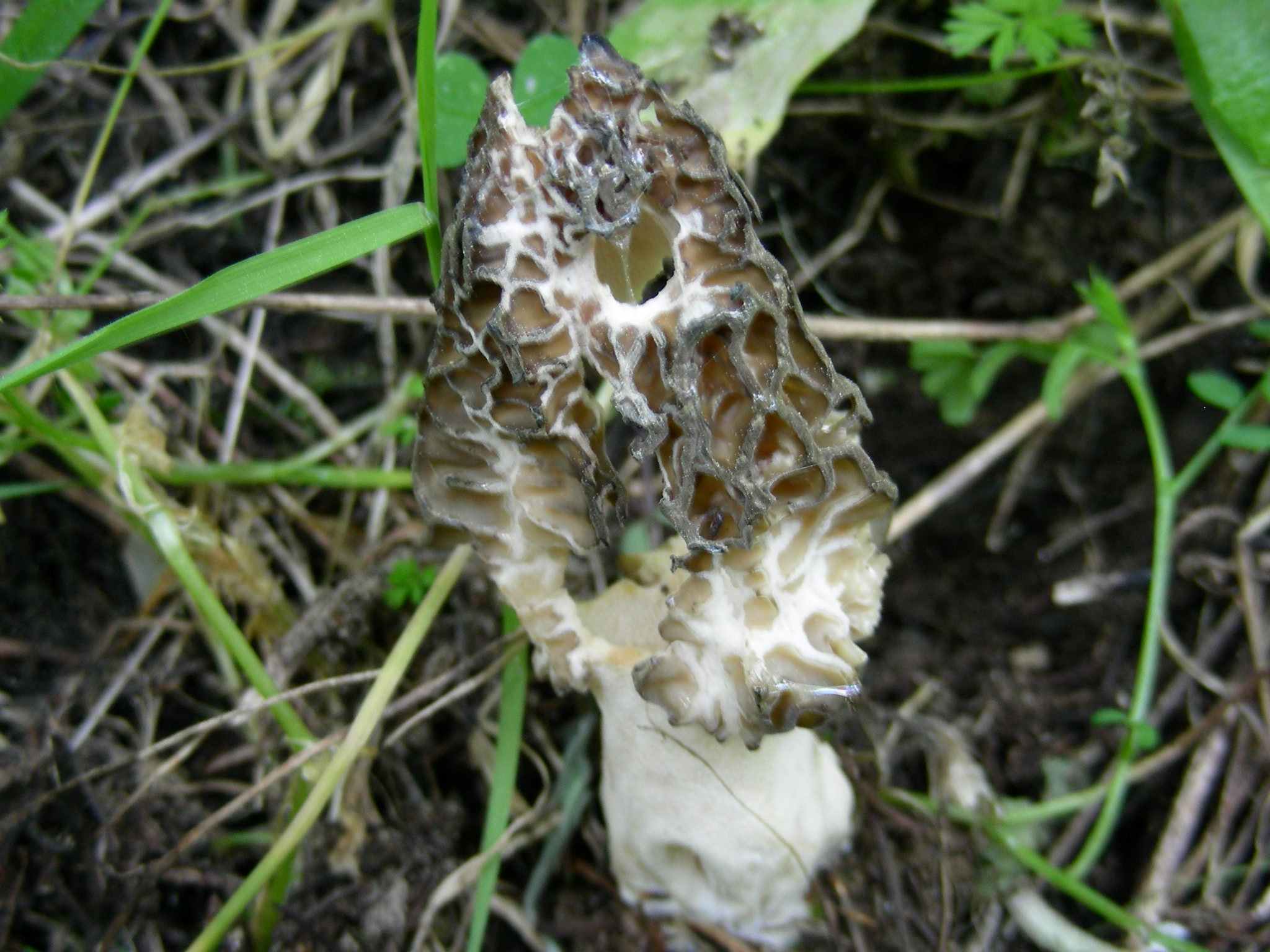 1932 Marzo vecchio ritrovamento