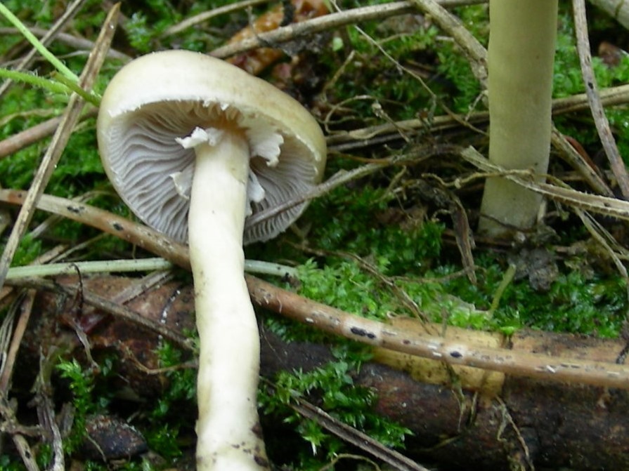 1933 Marzo vecchio ritrovamento