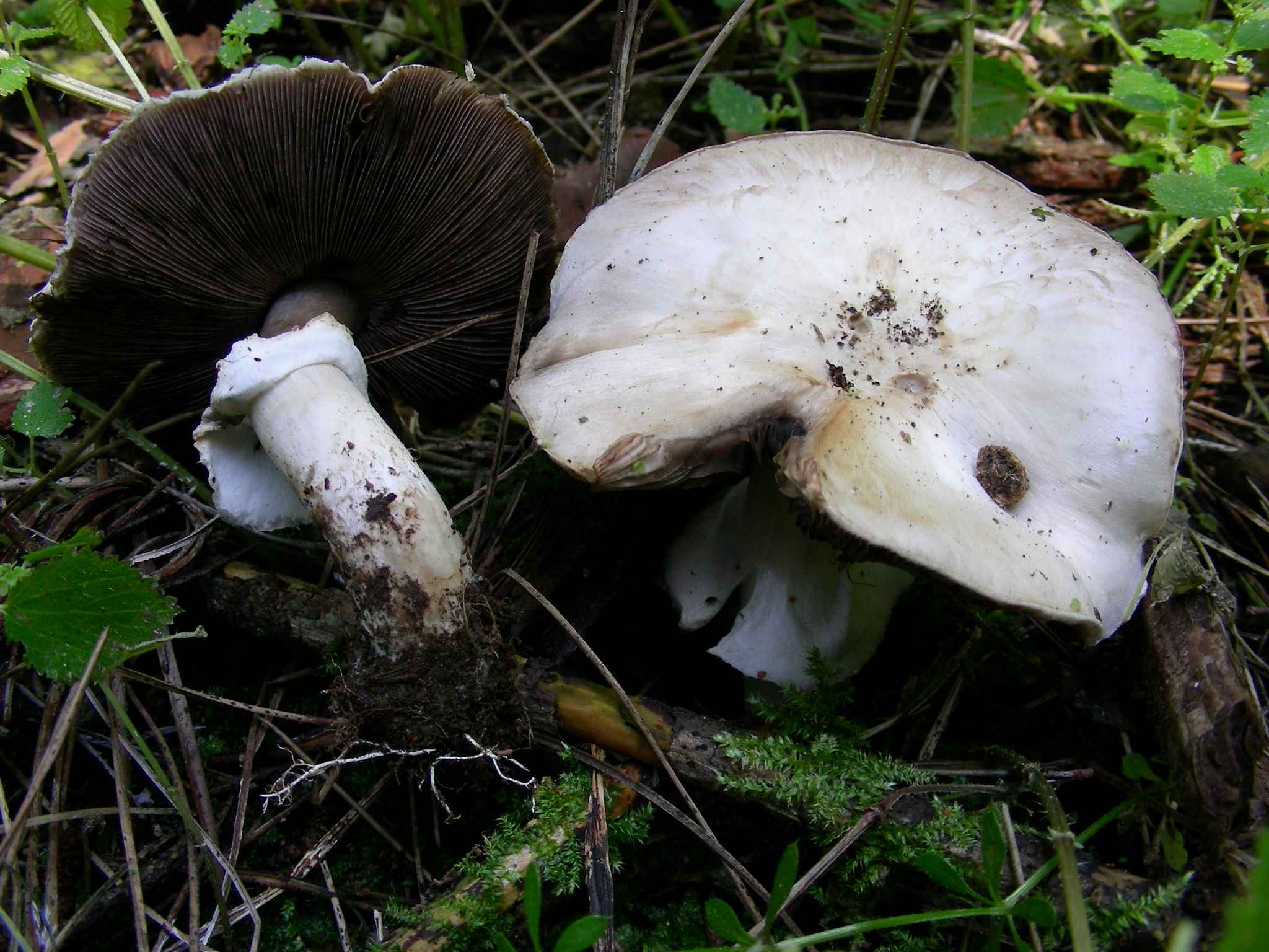 1934 Marzo vecchio ritrovamento