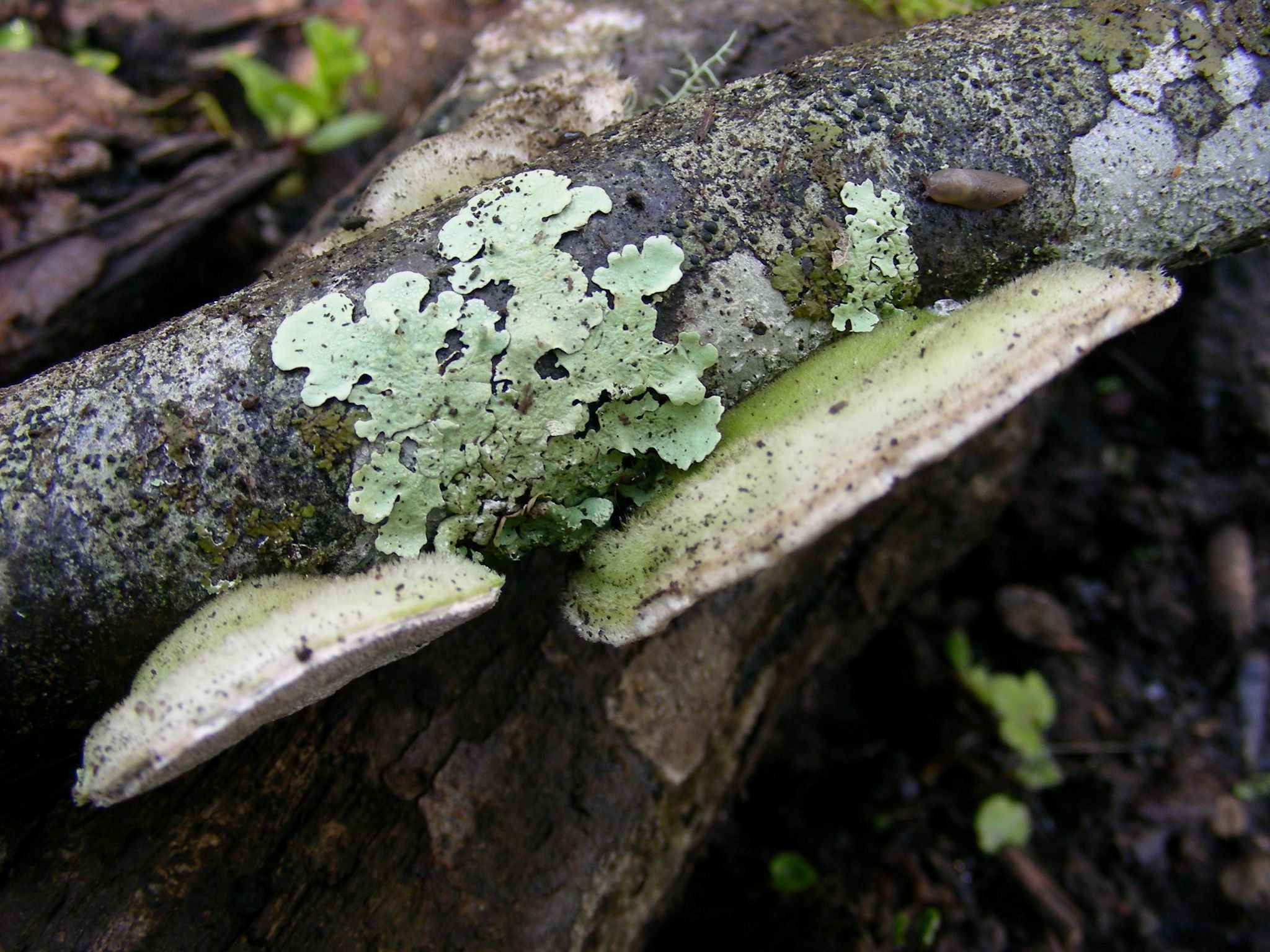 1935 Marzo vecchio ritrovamento