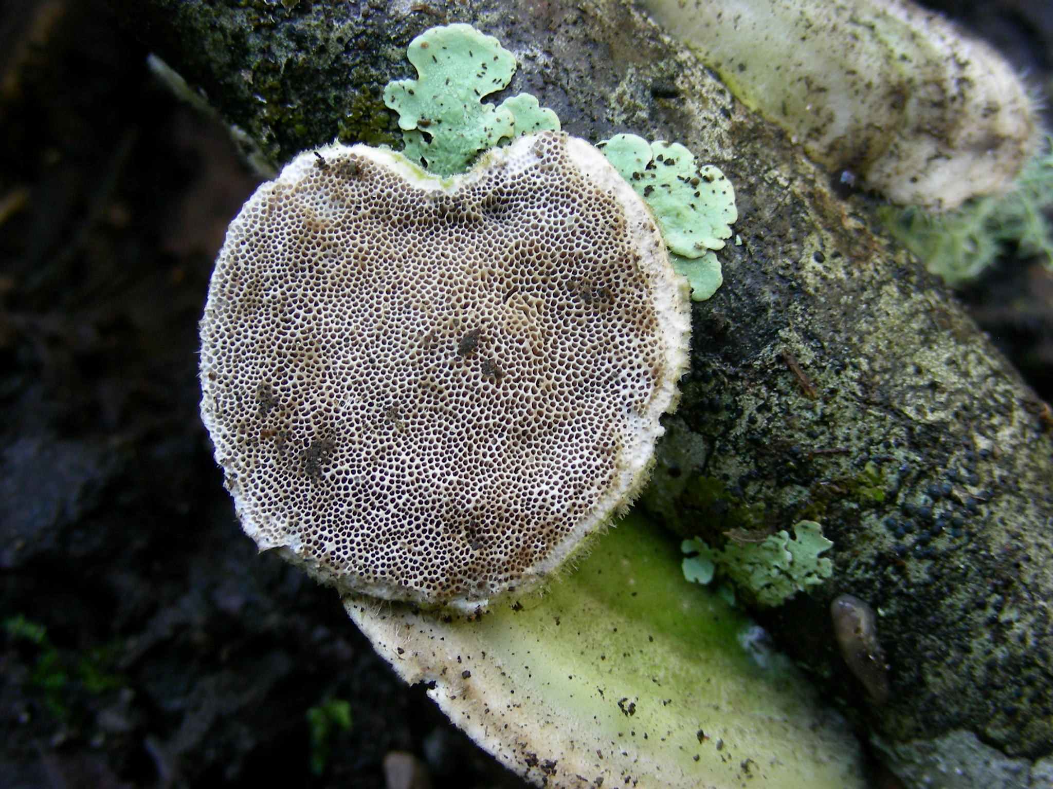 1935 Marzo vecchio ritrovamento