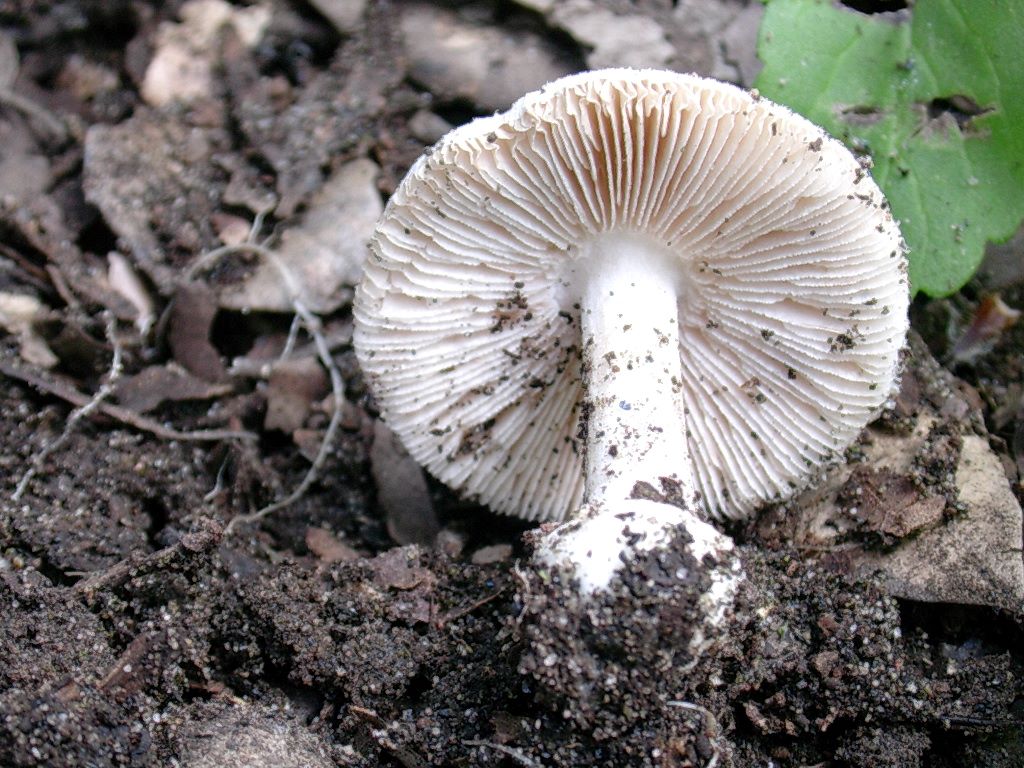 1966 Aprile vecchio ritrovamento