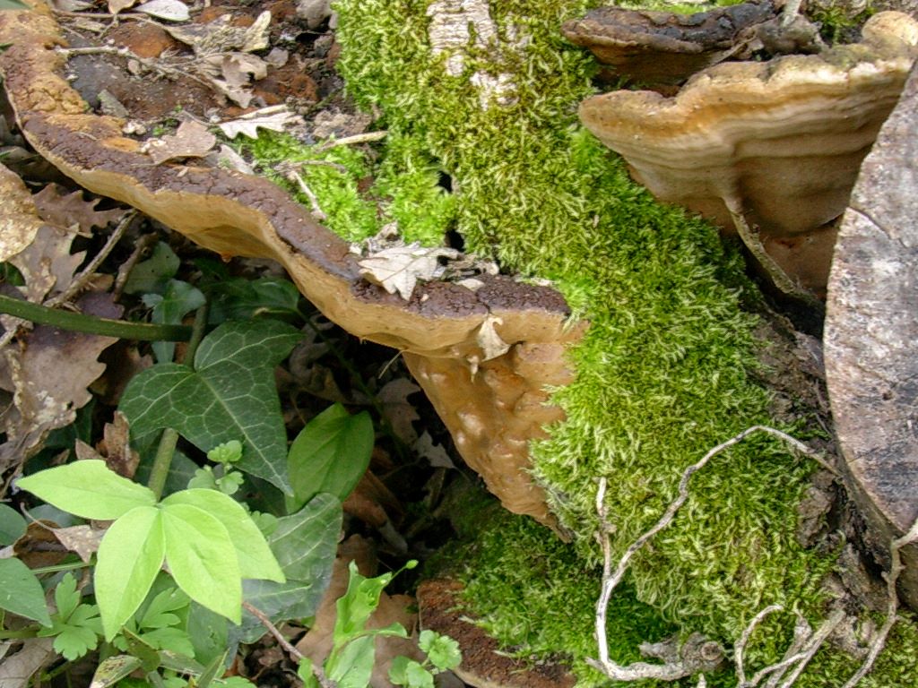 1967 Aprile vecchio ritrovamento