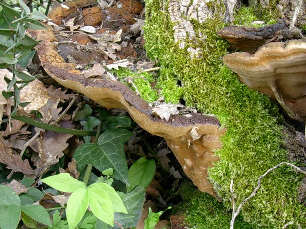 1967 Aprile vecchio ritrovamento