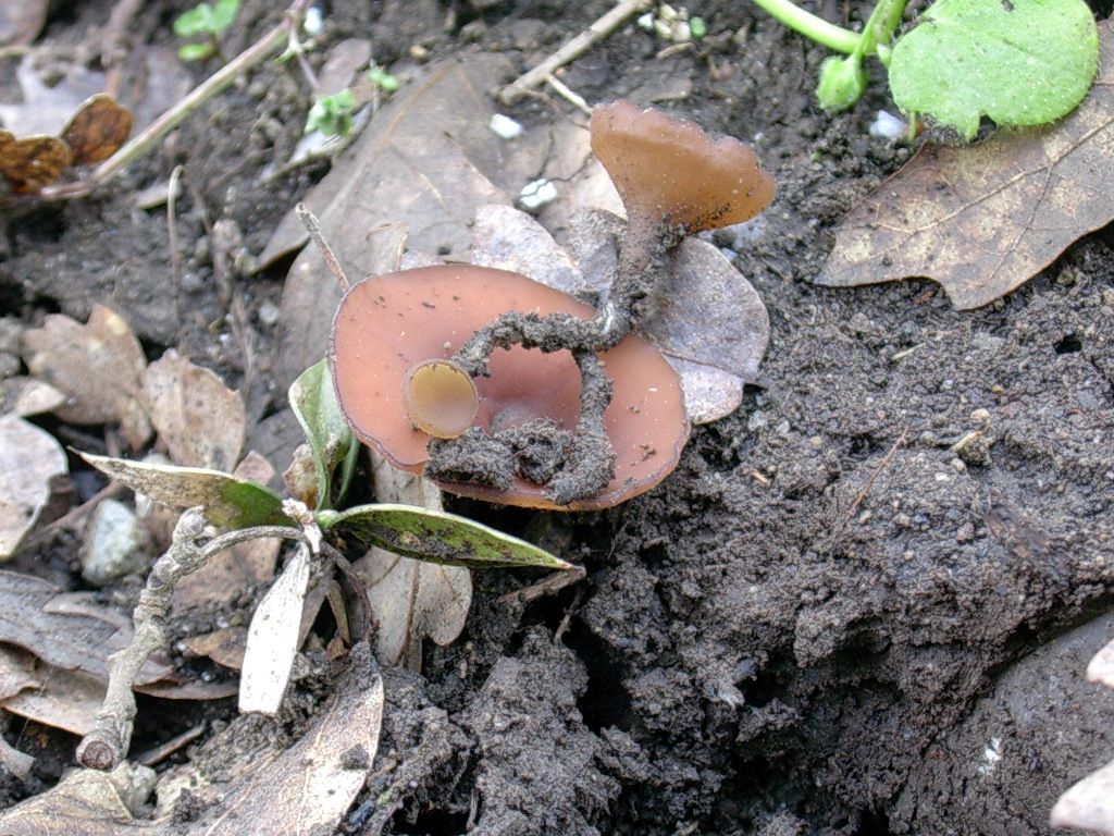 1968 Aprile vecchio ritrovamento