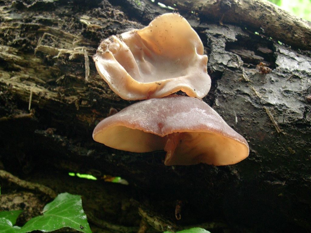 1969 Aprile vecchio ritrovamento