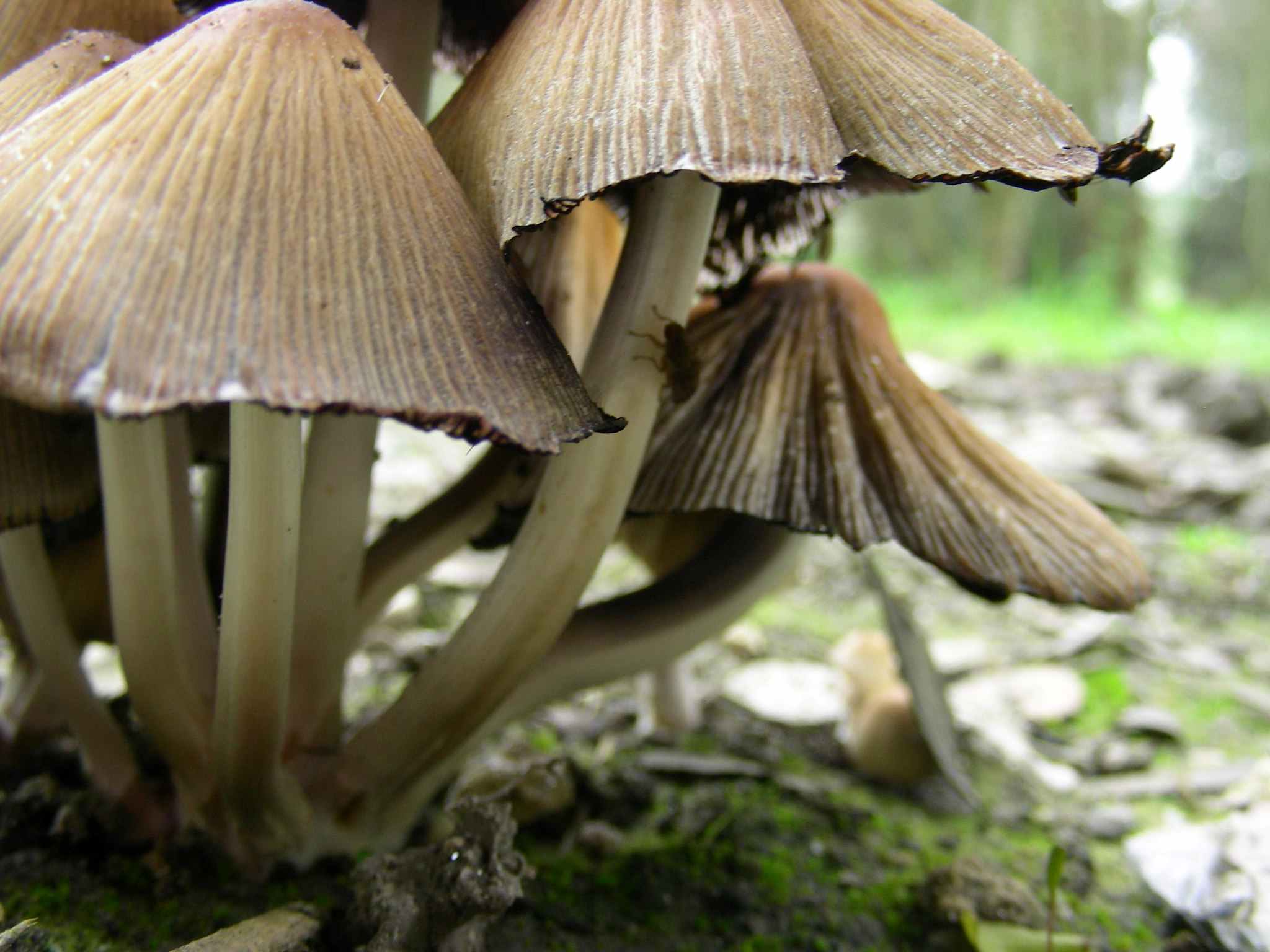 1970 Aprile vecchio ritrovamento