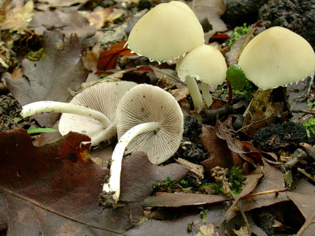 1971 Aprile vecchio ritrovamento