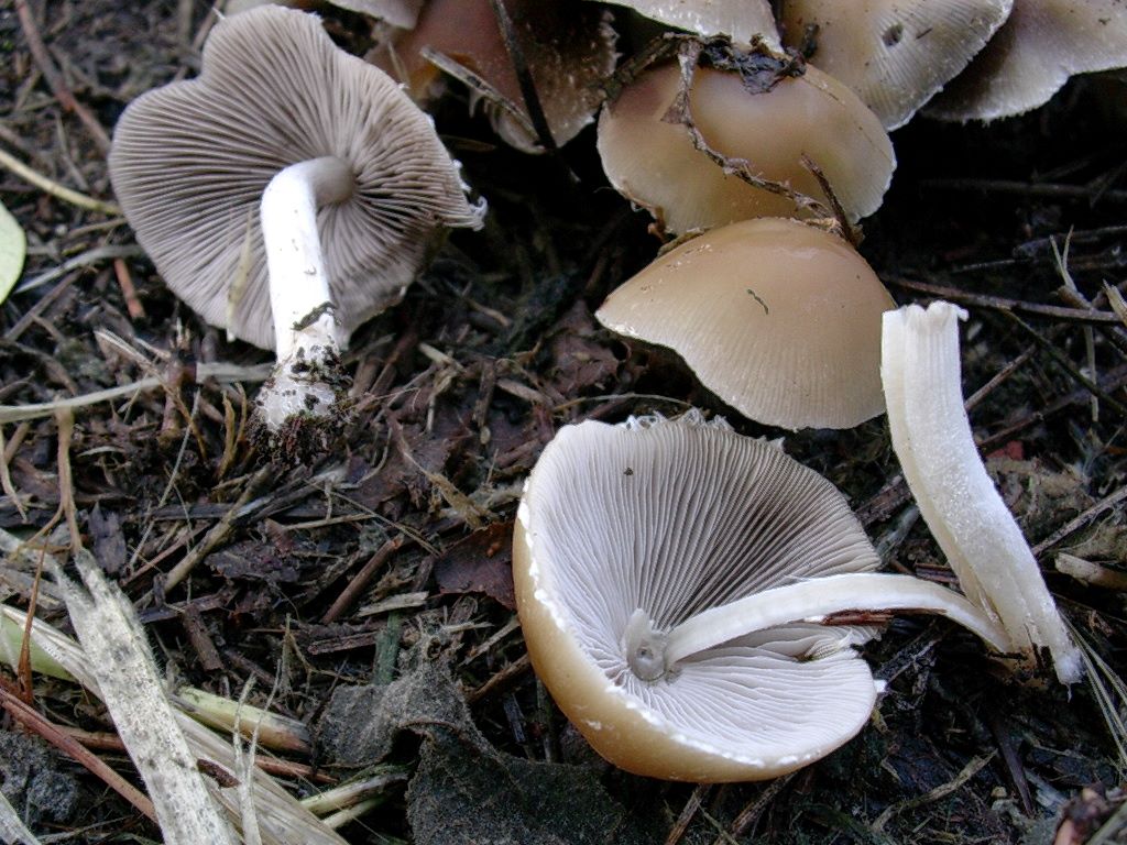 1972 Aprile vecchio ritrovamento