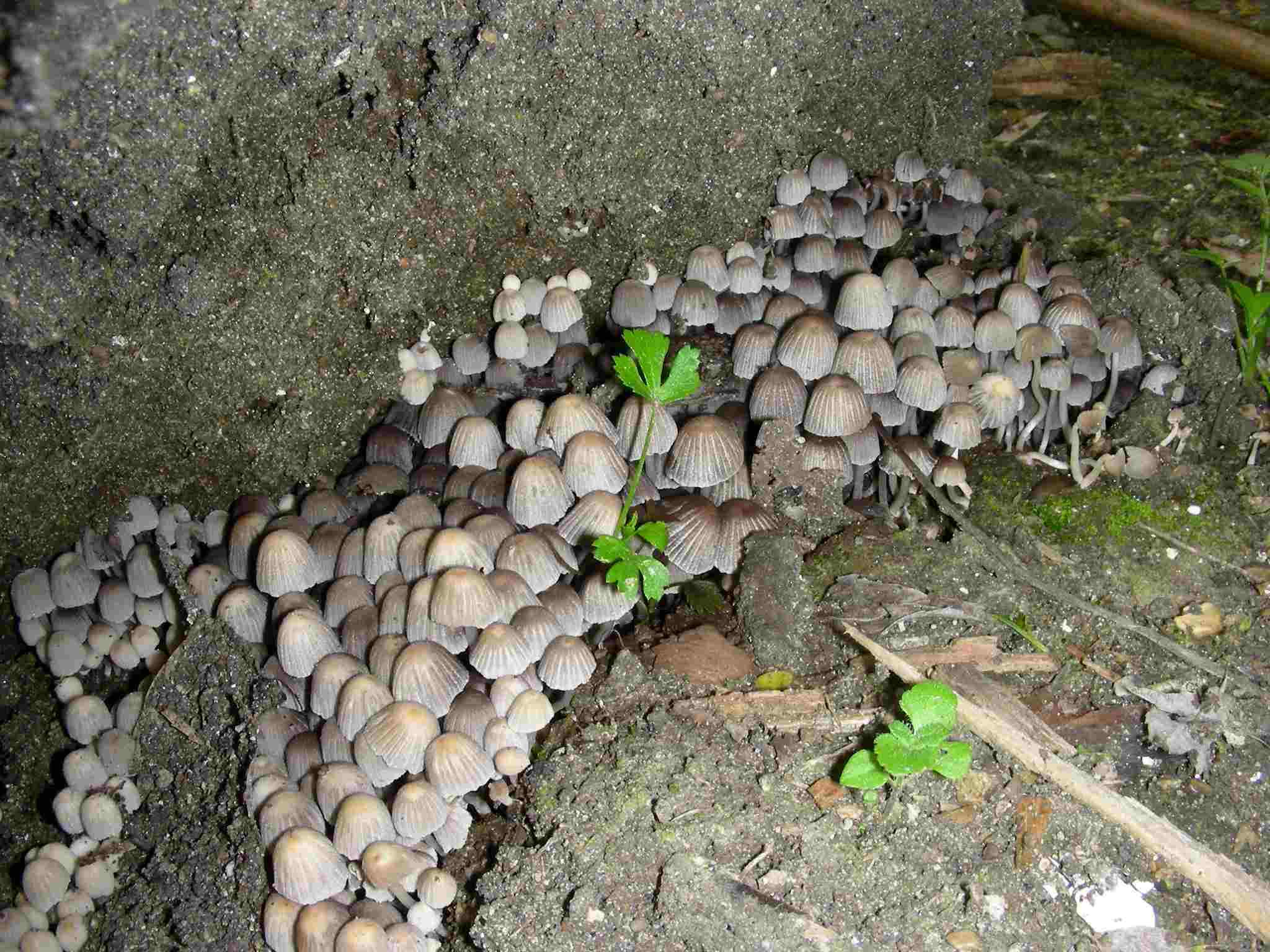 1973 Aprile vecchio ritrovamento