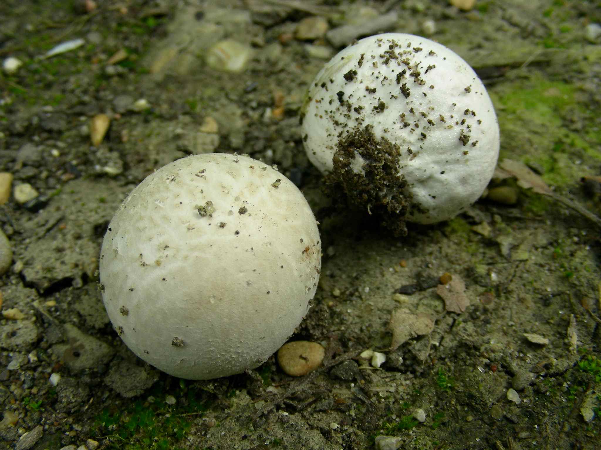 1974 Aprile vecchio ritrovamento