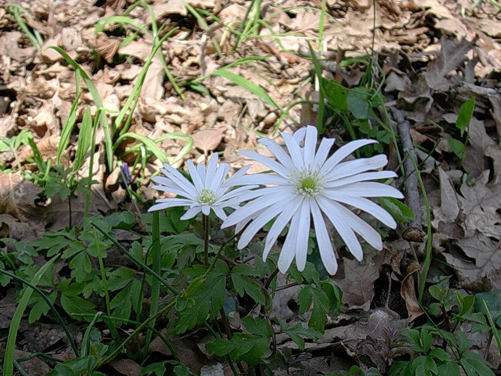 1 Fotografato il 5.Aprile