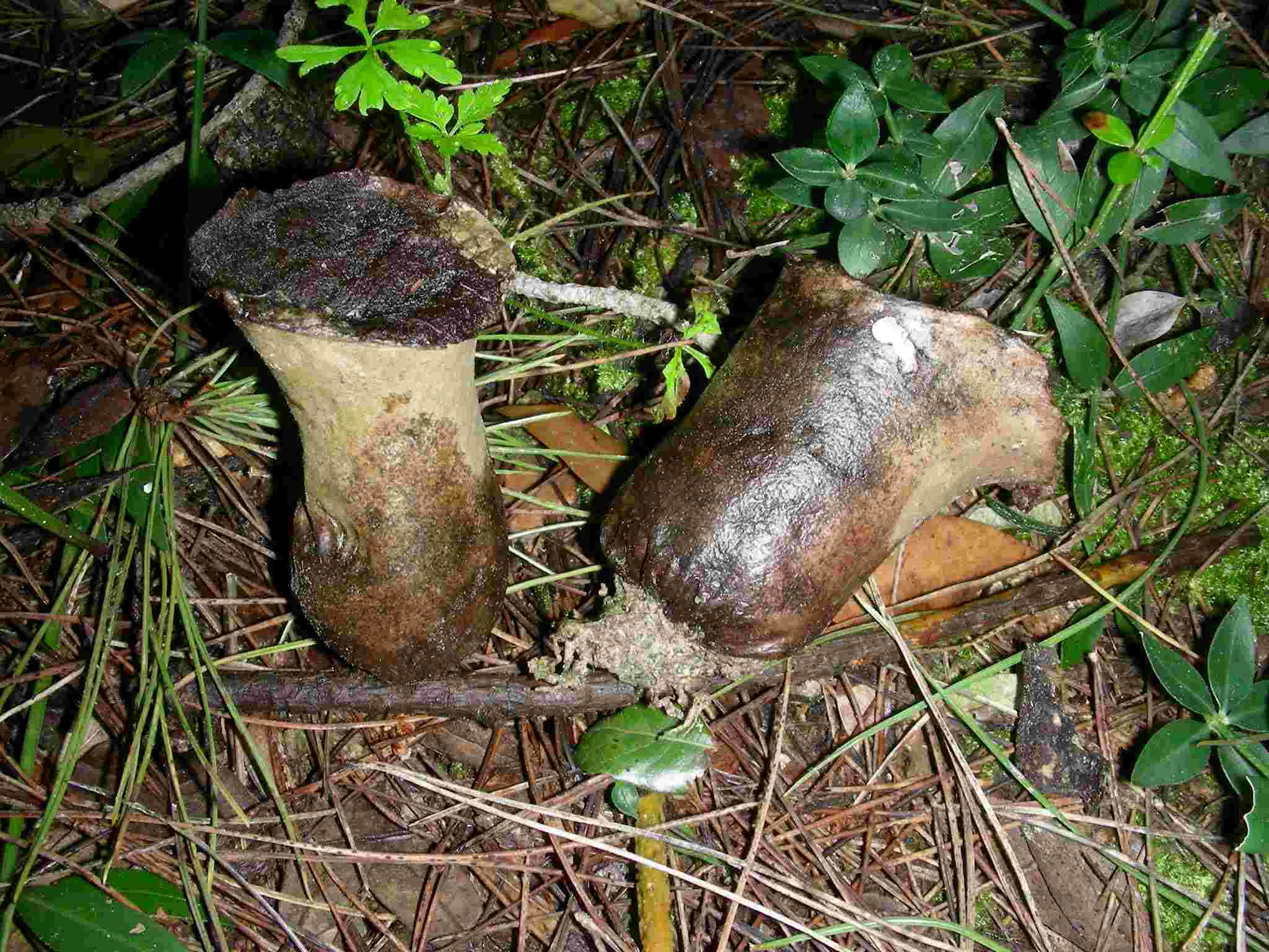 1975 Aprile vecchio ritrovamento