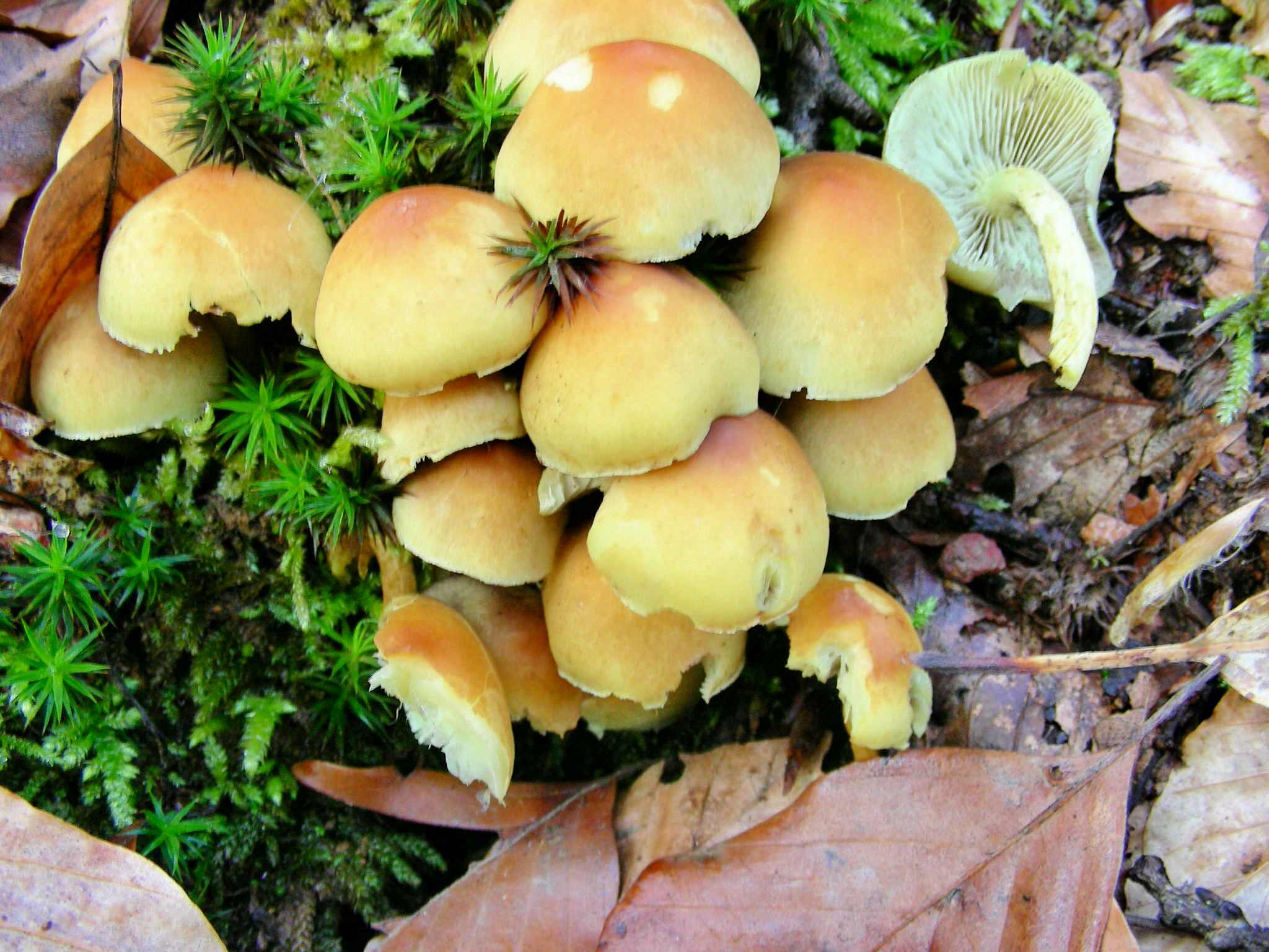 1976 Aprile vecchio ritrovamento