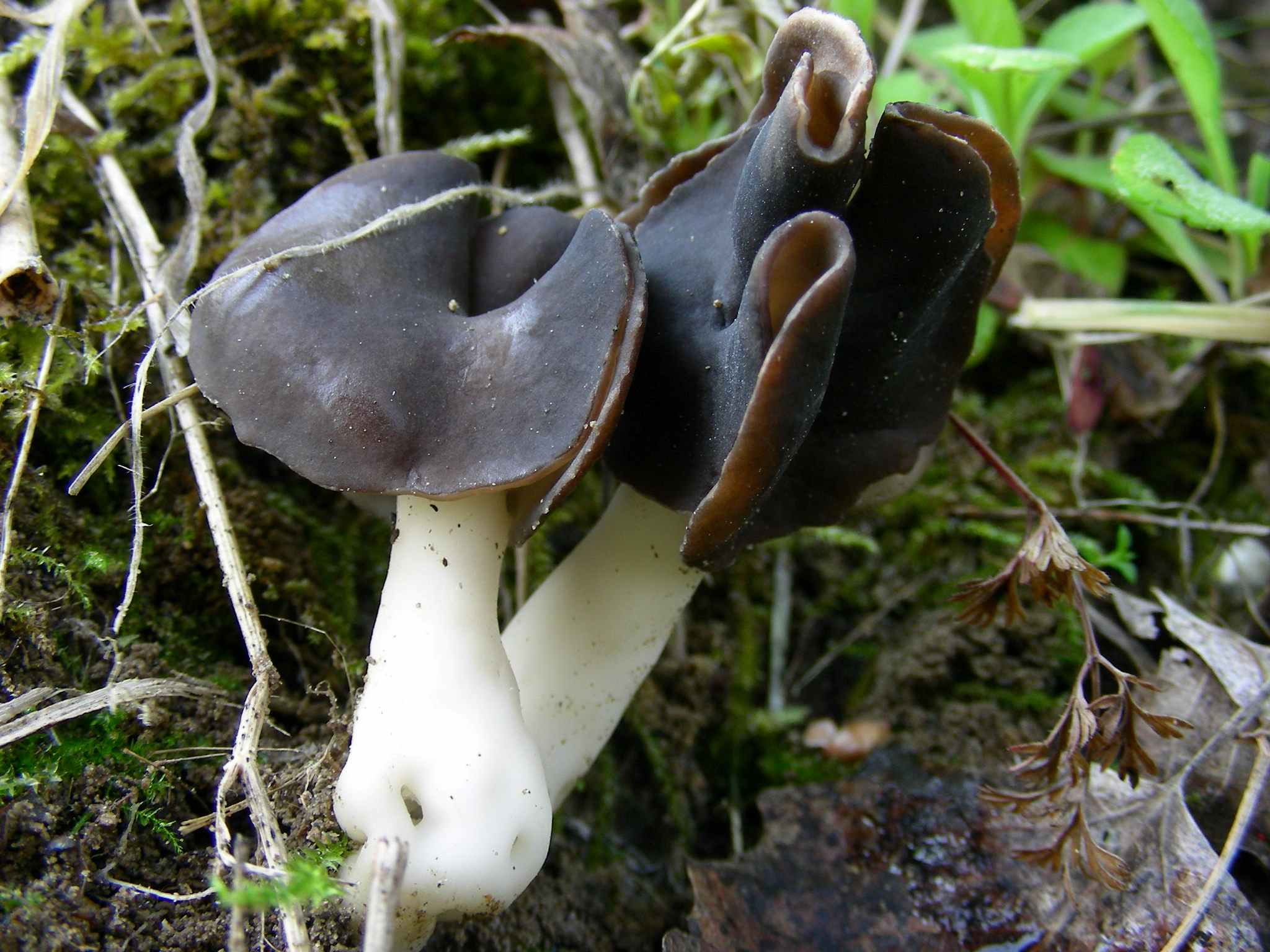 1978 Aprile vecchio ritrovamento