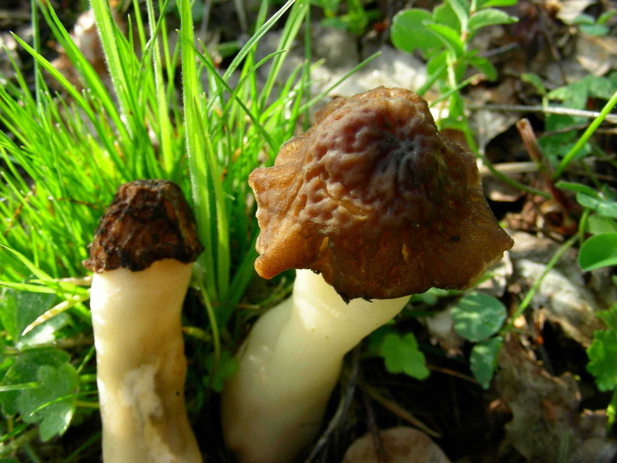 1979 Aprile vecchio ritrovamento