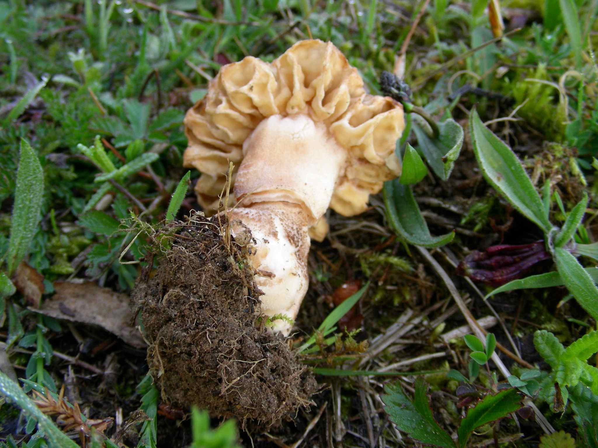 1980 Aprile vecchio ritrovamento