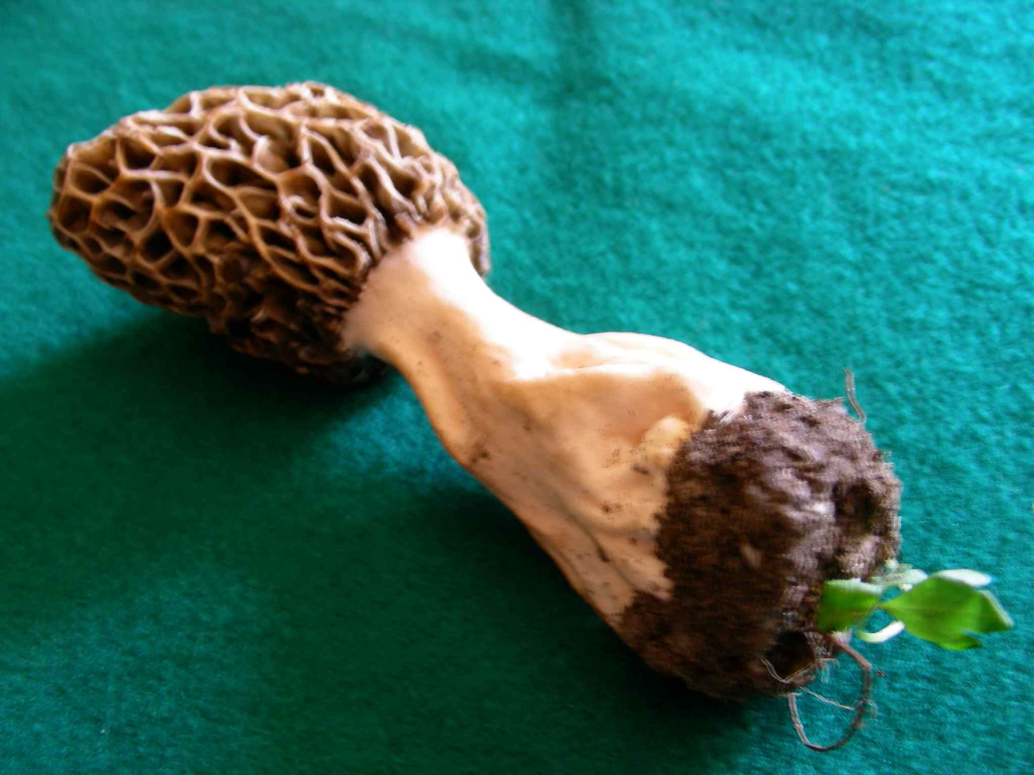 1981 Aprile vecchio ritrovamento