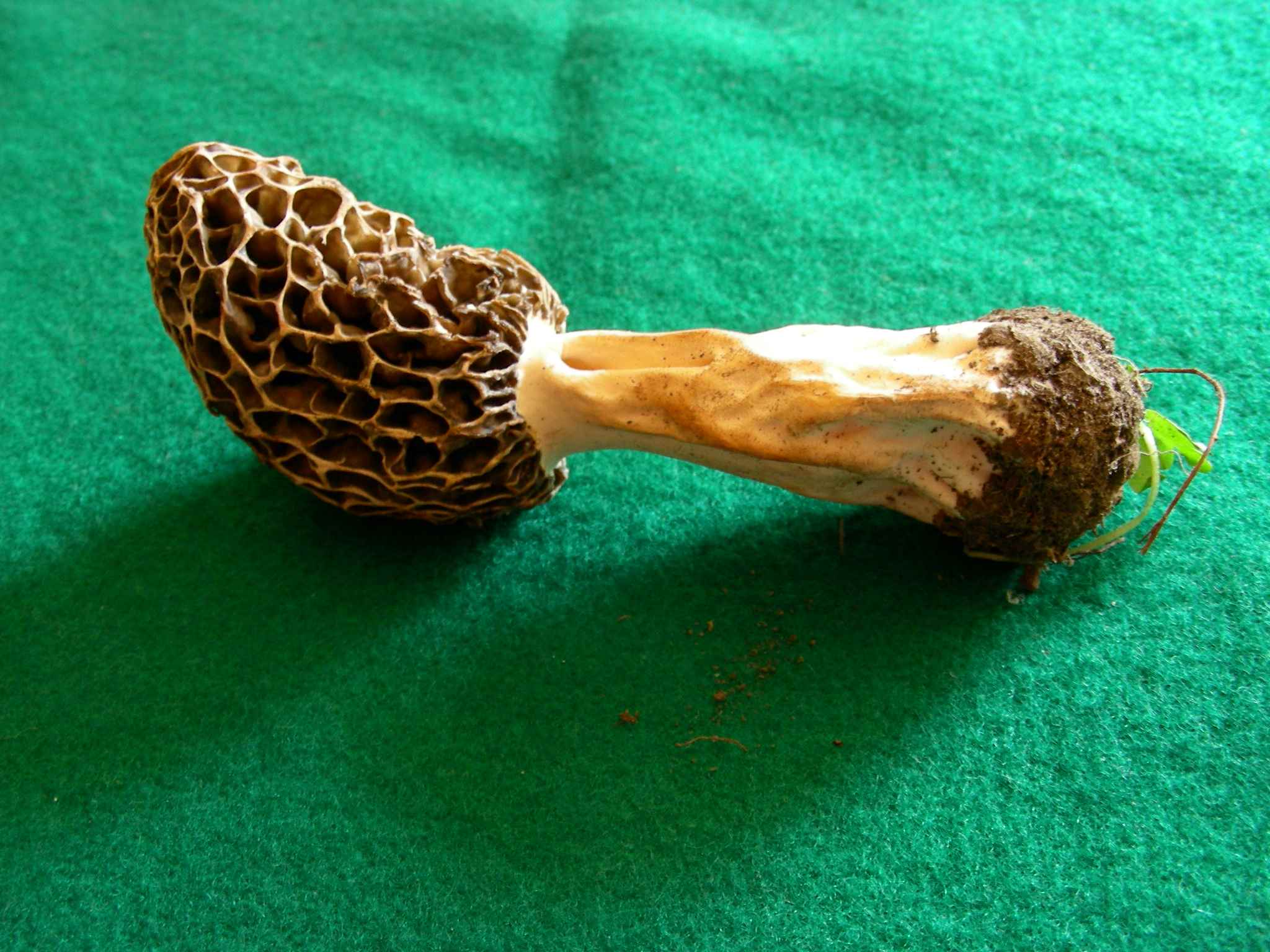 1981 Aprile vecchio ritrovamento