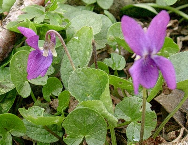 6 Aprile vecchio ritrovamento