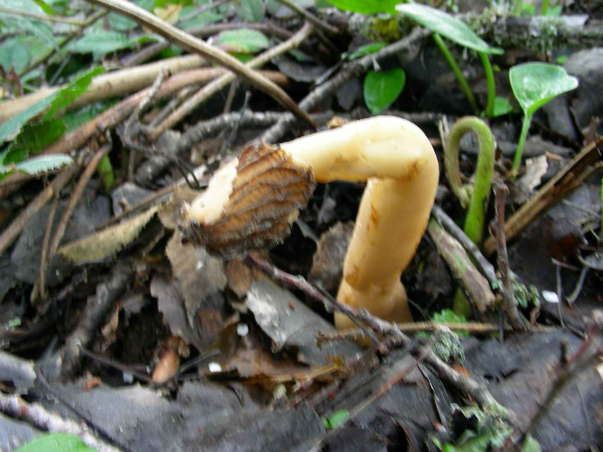 1982 Aprile vecchio ritrovamento