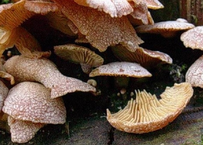 1958 Aprile vecchio ritrovamento