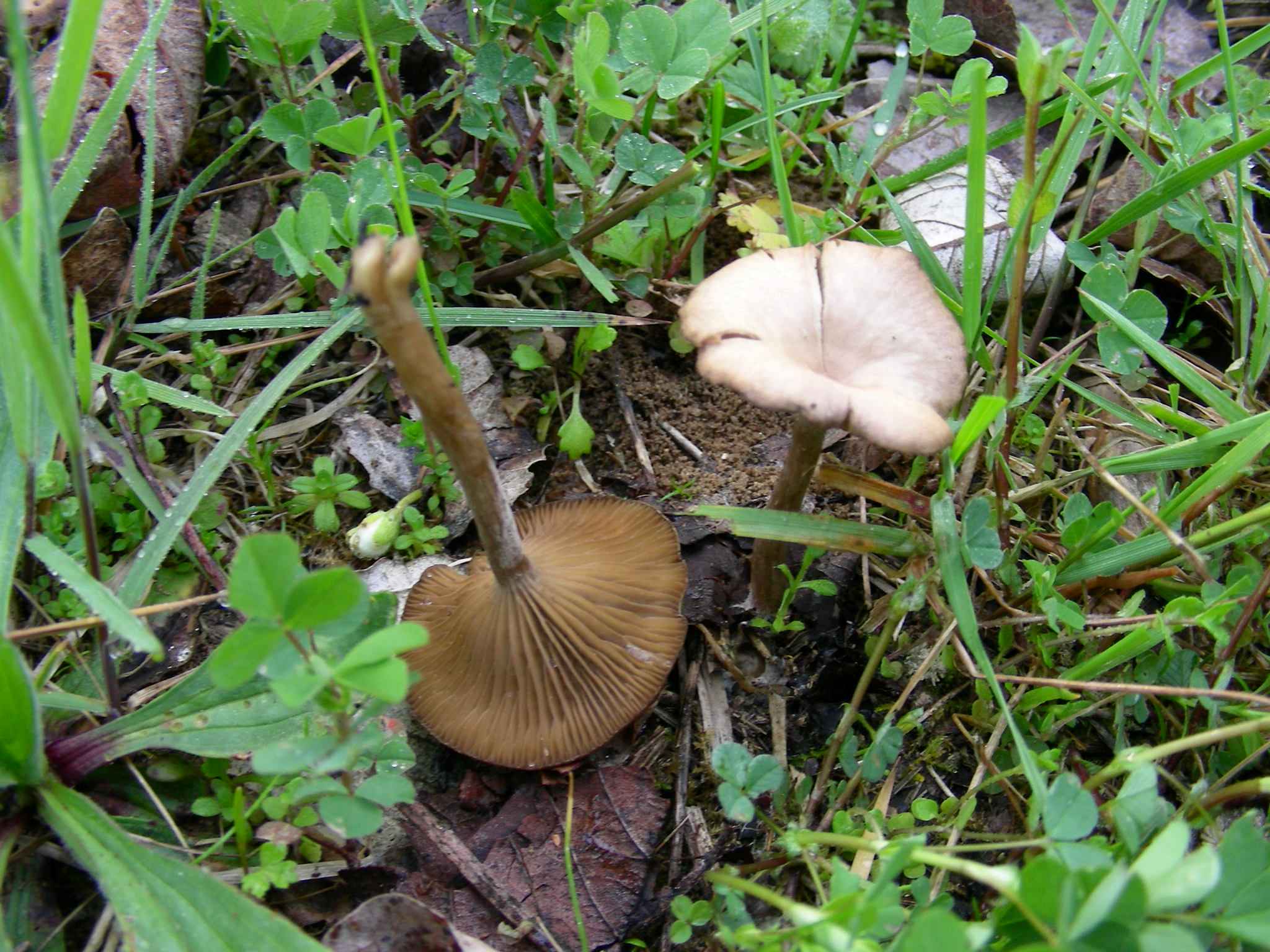 1983 Aprile vecchio rireovamento