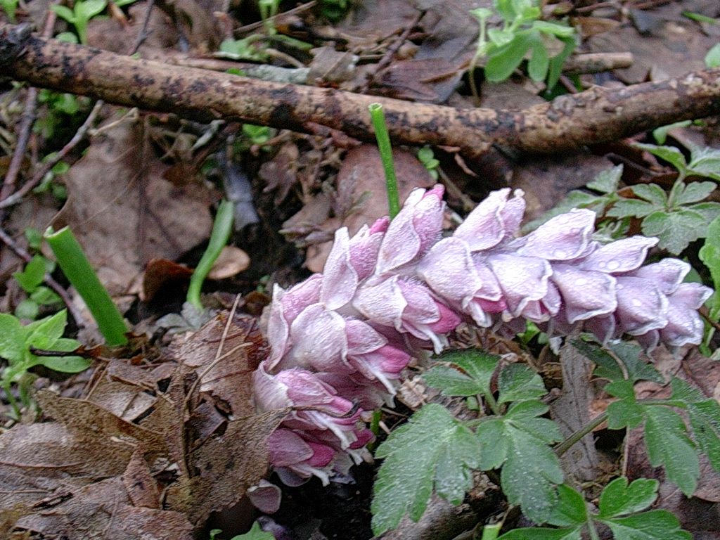 7 Aprile vecchio ritrovamento