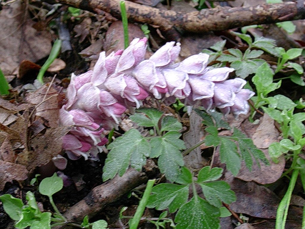 7 Aprile vecchio ritrovamento