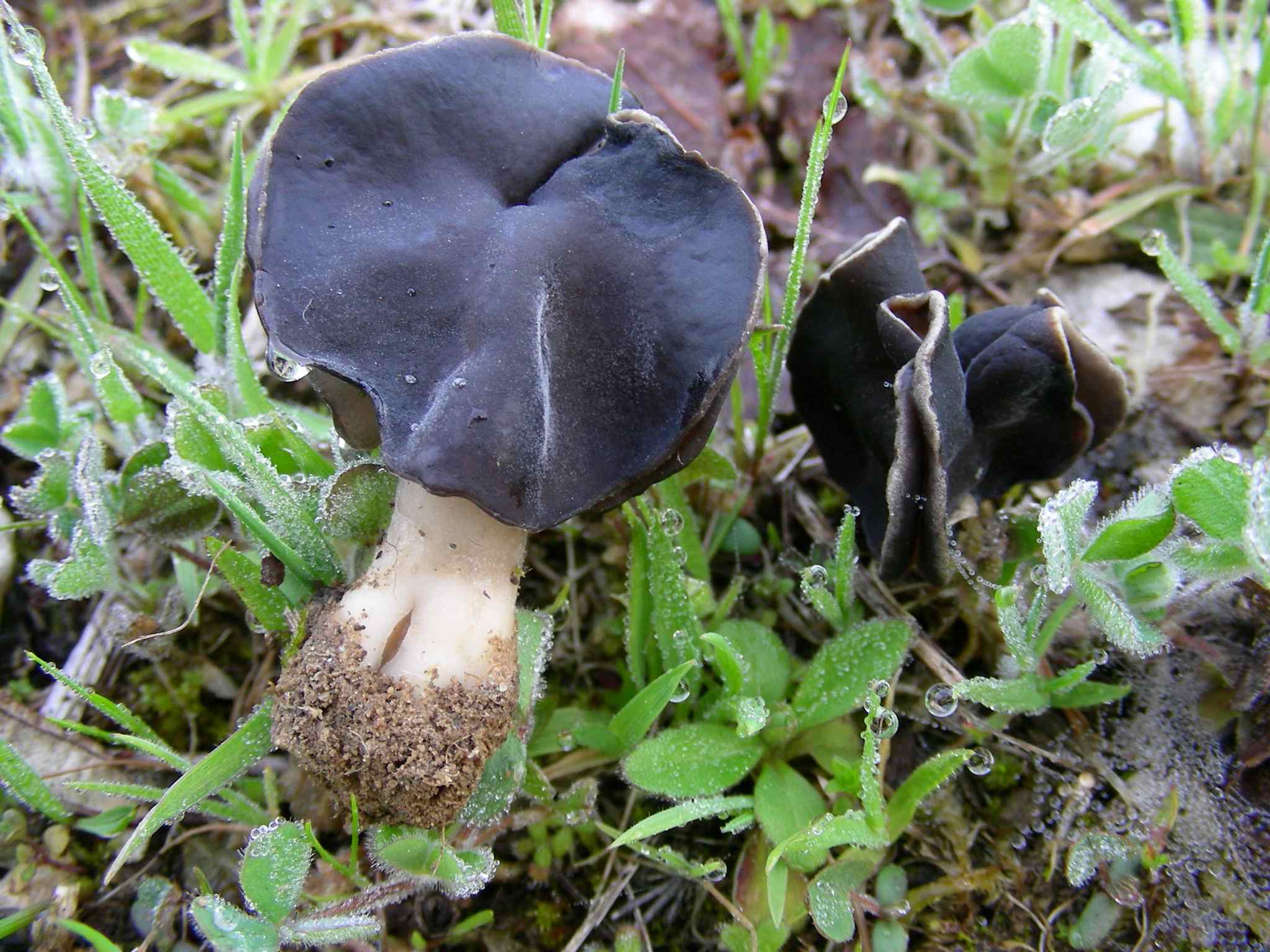 1984 Aprile vecchio ritrovamento